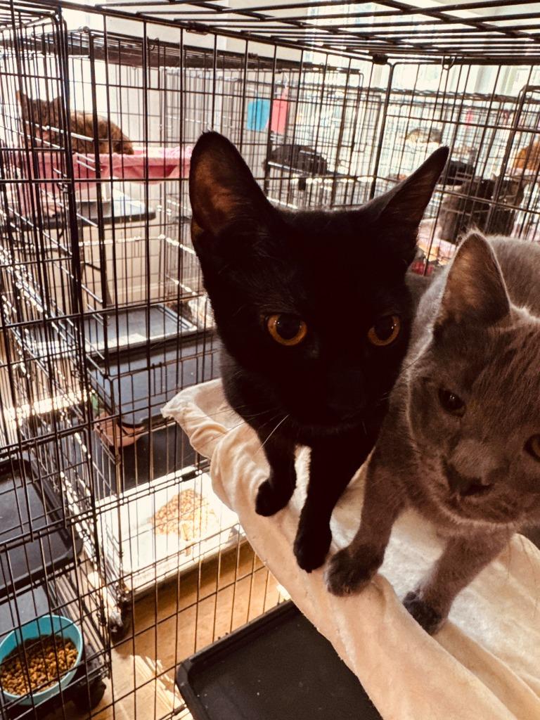 Enlarge Polly 2, a Adopted mixed breed in Richland Hills, TX image 2/2