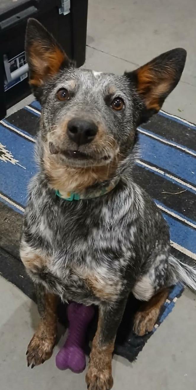 Debbie, adopted, Young Female Australian Cattle Dog / Blue Heeler.
