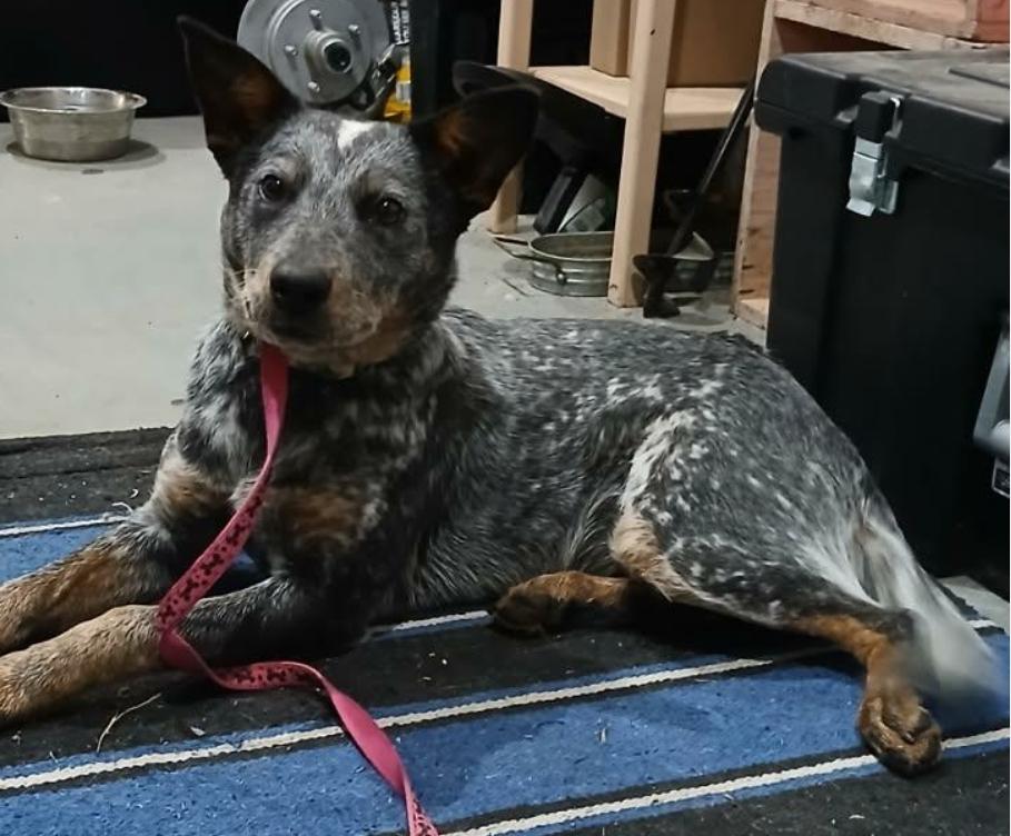 Debbie, Adoptable, Young Female Australian Cattle Dog / Blue Heeler.