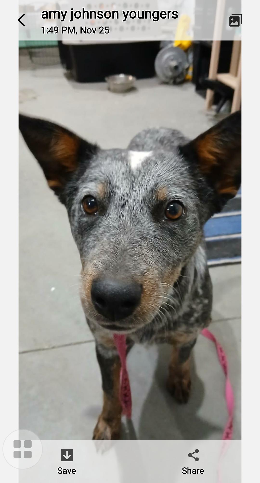 Enlarge Debbie, a Adoptable Australian Cattle Dog / Blue Heeler in Ephrata, WA image 3/3