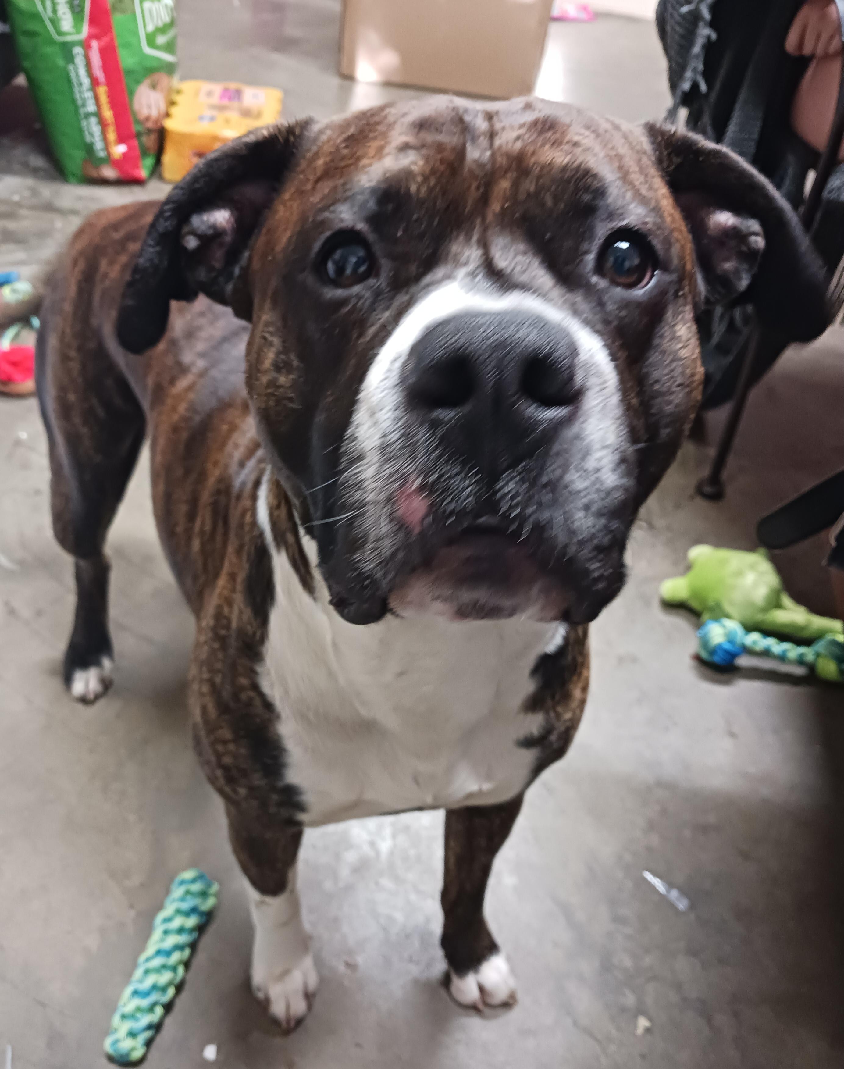 Odie, a ADOPTABLE Pit Bull Terrier in Saint Marys, WV image 3/3