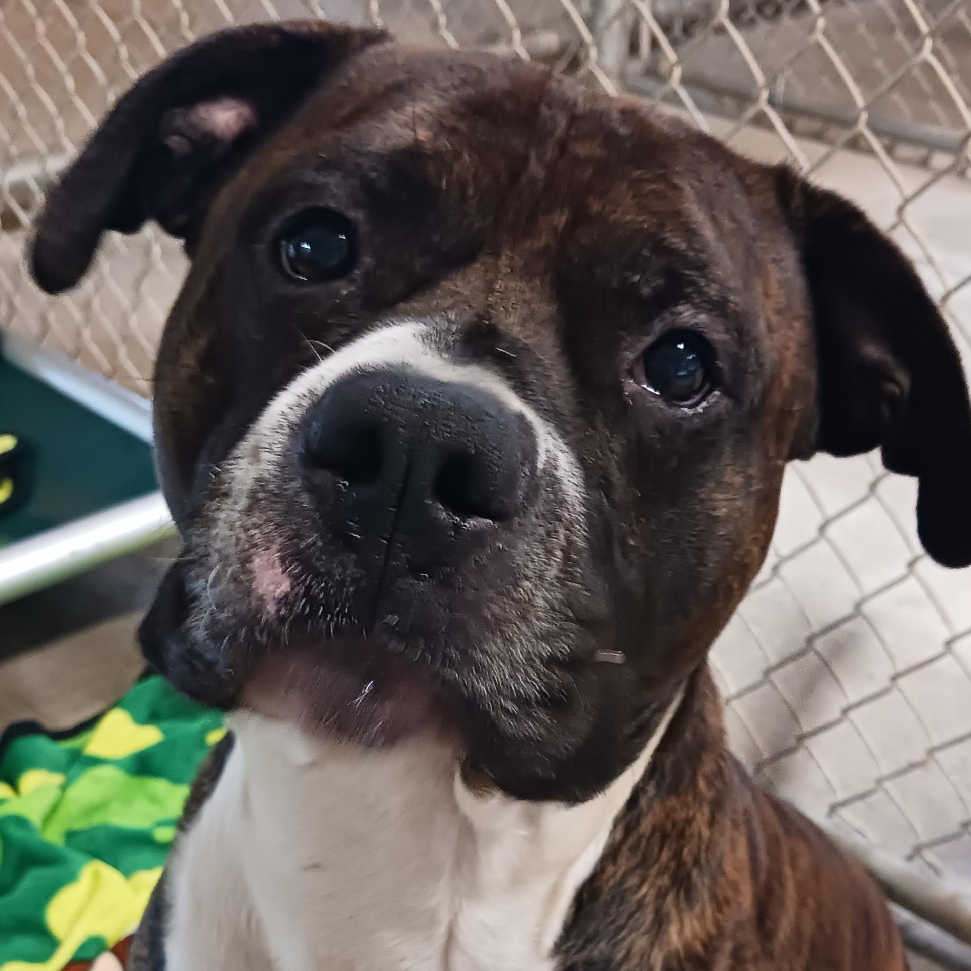 Odie, Adoptable, Adult Male Pit Bull Terrier.