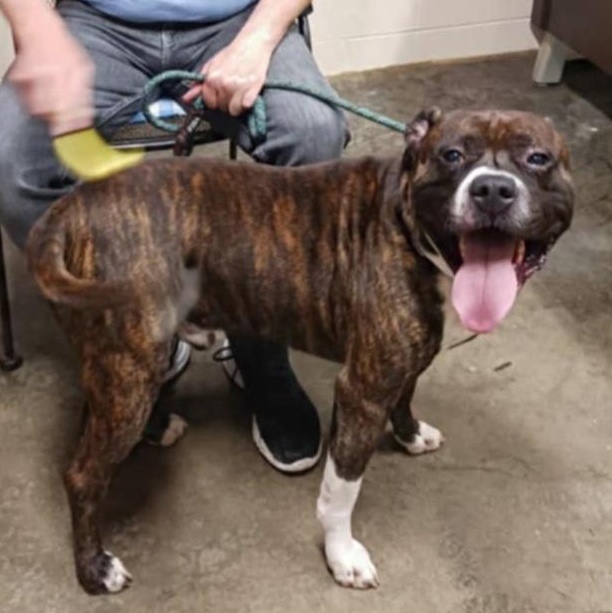 Odie, a ADOPTABLE Pit Bull Terrier in Saint Marys, WV image 2/3