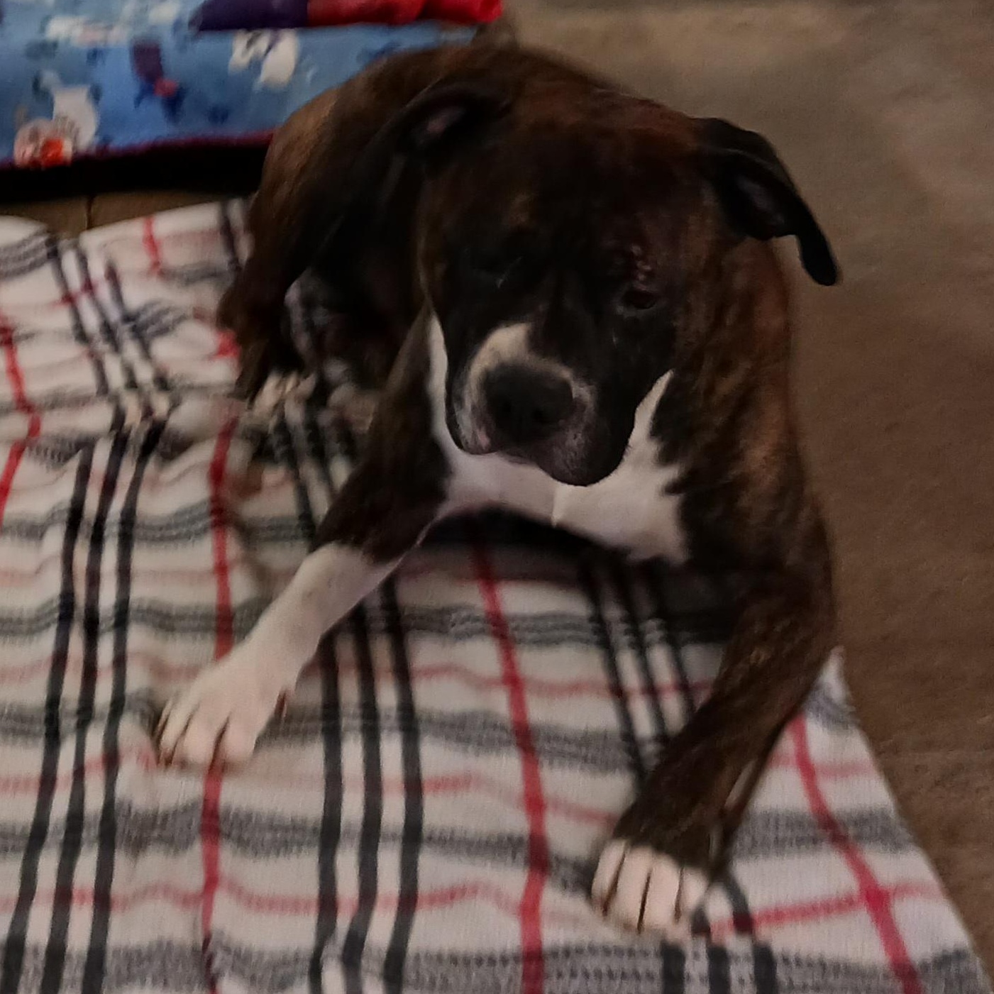 Enlarge Odie, a Adoptable Pit Bull Terrier in Saint Marys, WV image 5/5