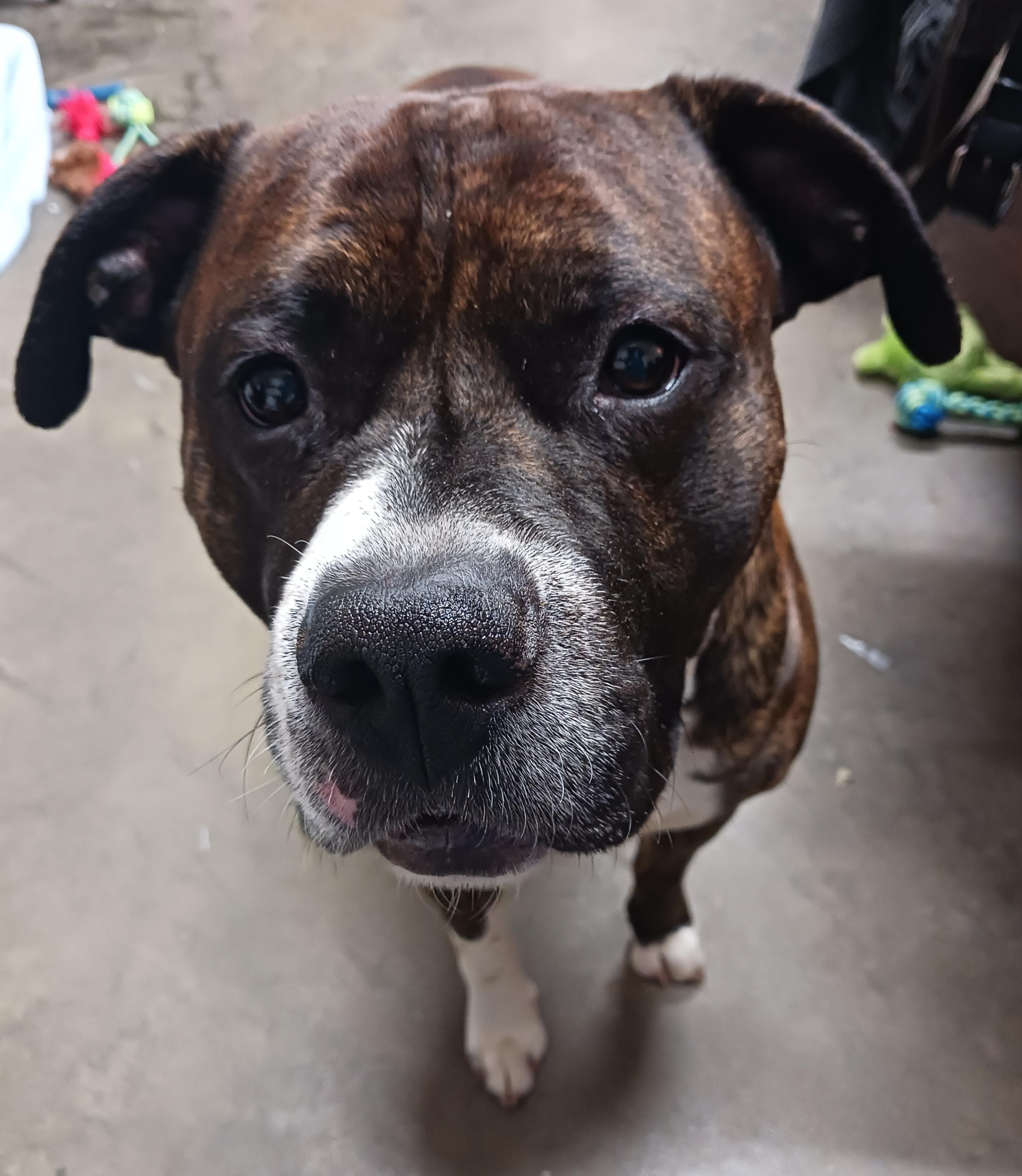 Odie, ADOPTABLE, Adult Male Pit Bull Terrier.
