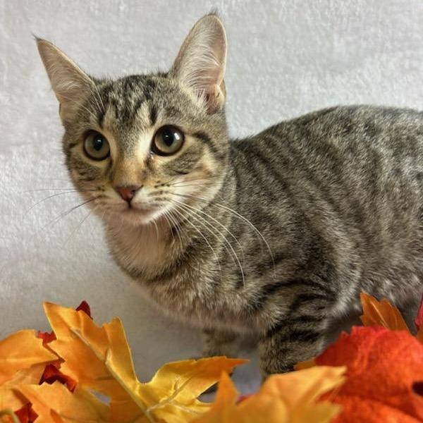Enlarge Plum, a Adoptable Domestic Short Hair in Johnson City, TN image 3/4