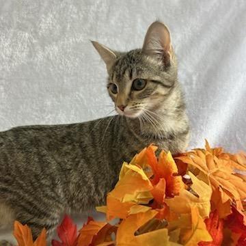 Enlarge Plum, a Adoptable Domestic Short Hair in Johnson City, TN image 4/4