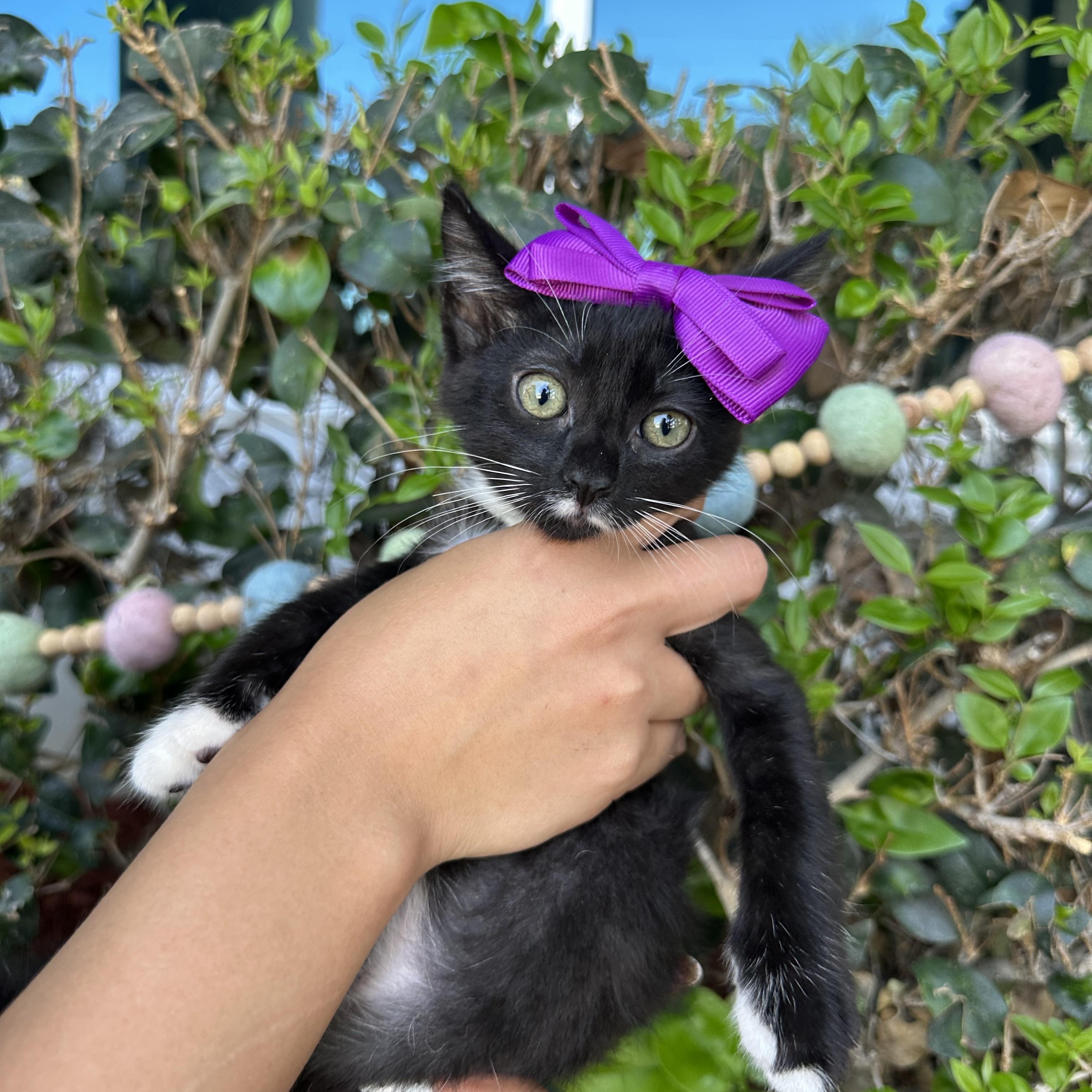 Tuna, an adopted Tuxedo in South El Monte, CA image 2/2