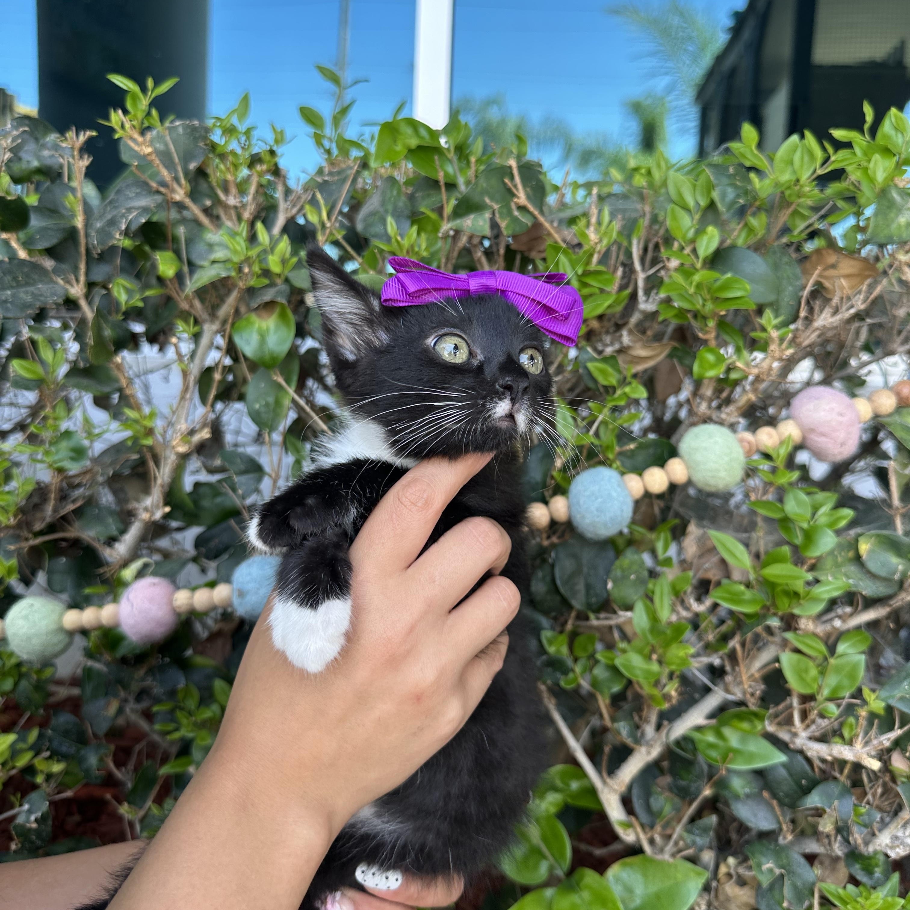 Tuna, an adopted Tuxedo in South El Monte, CA image 1/2