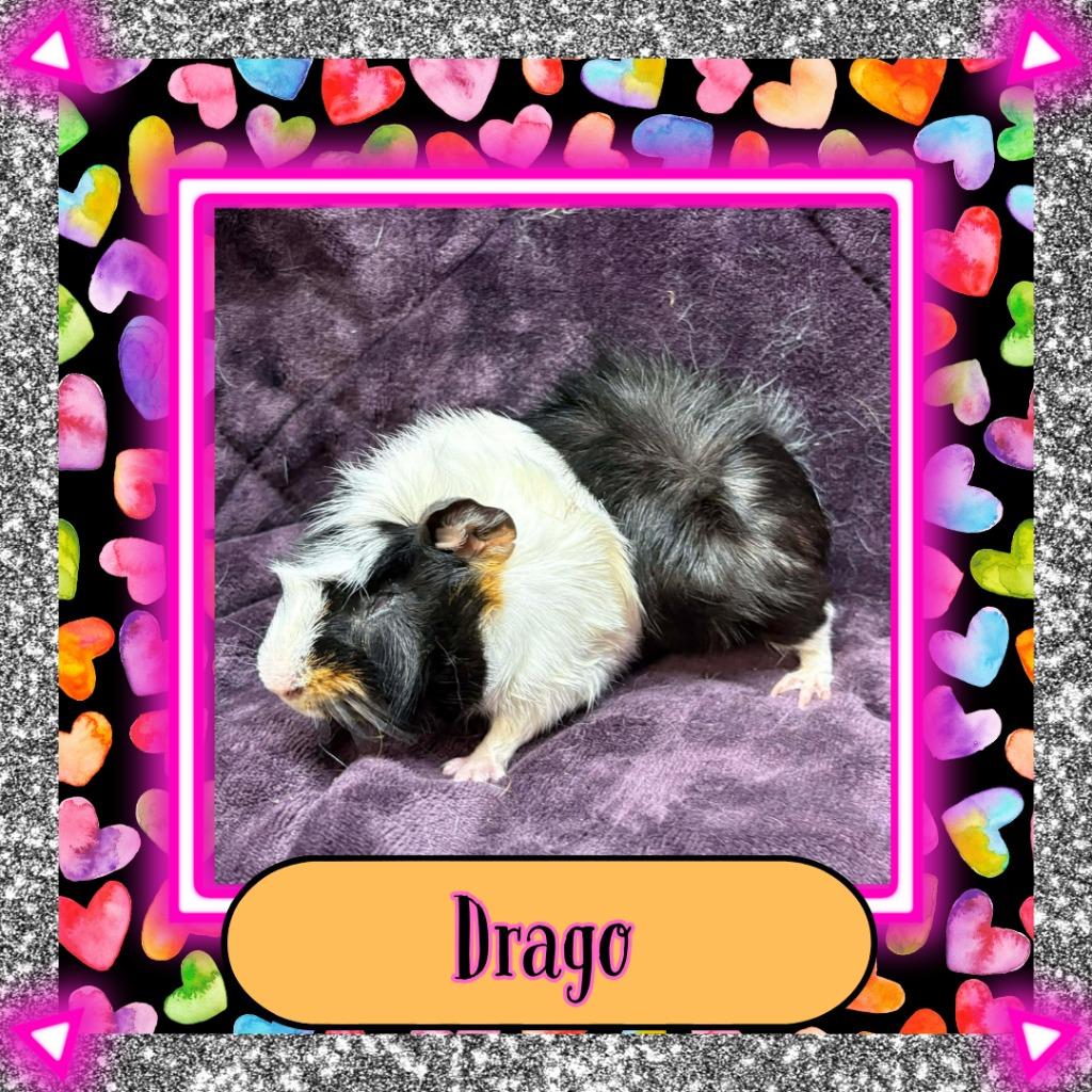 Drago, Adoptable, Baby Male Guinea Pig.