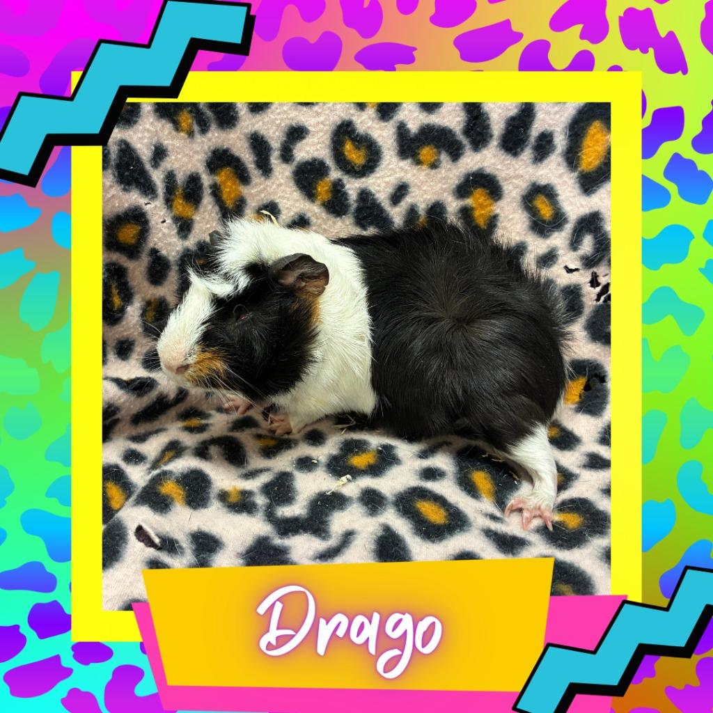 Enlarge Drago, a Adoptable Guinea Pig in Elizabethtown, KY image 2/2