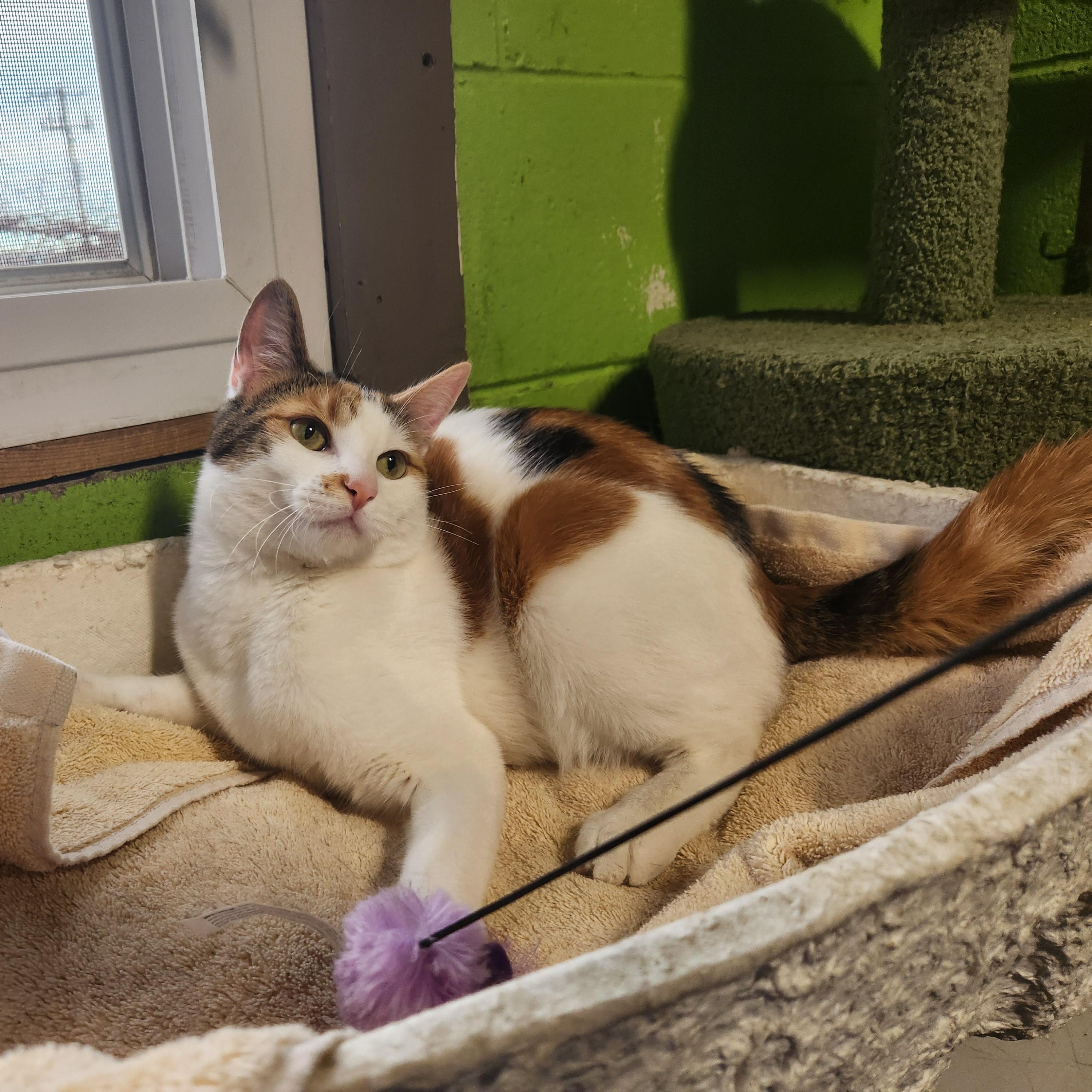 Mona, a ADOPTABLE mixed breed in Bolingbrook, IL image 3/3