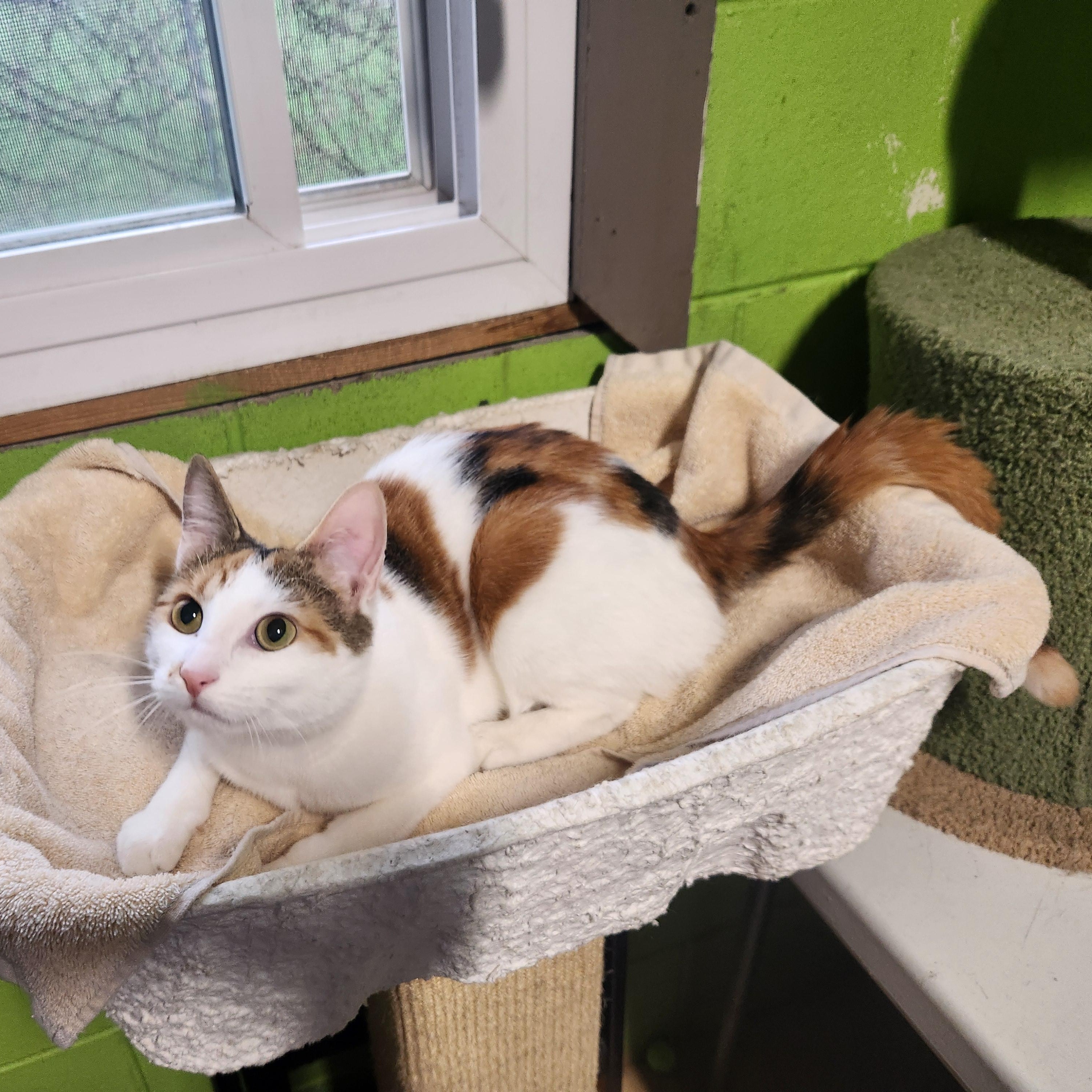 Mona, a ADOPTABLE mixed breed in Bolingbrook, IL image 1/3