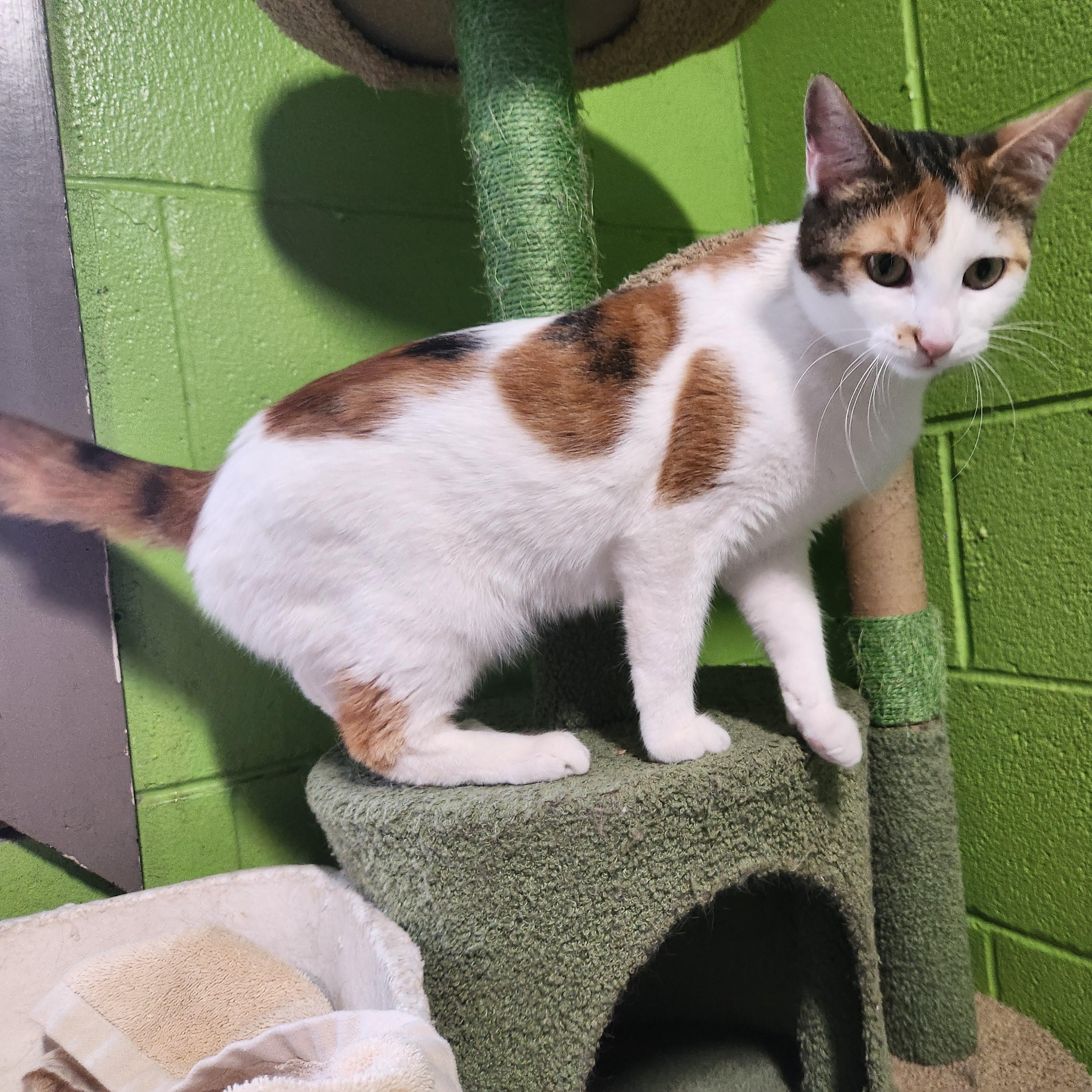 Mona, a ADOPTABLE mixed breed in Bolingbrook, IL image 2/3