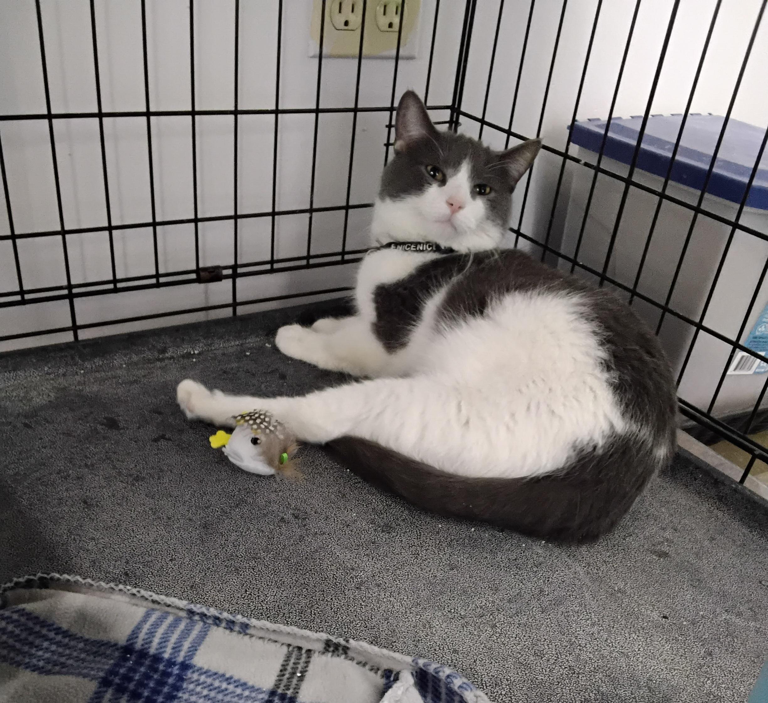 Enlarge Pepper, a Adoptable Domestic Short Hair in Hartville, OH image 2/2