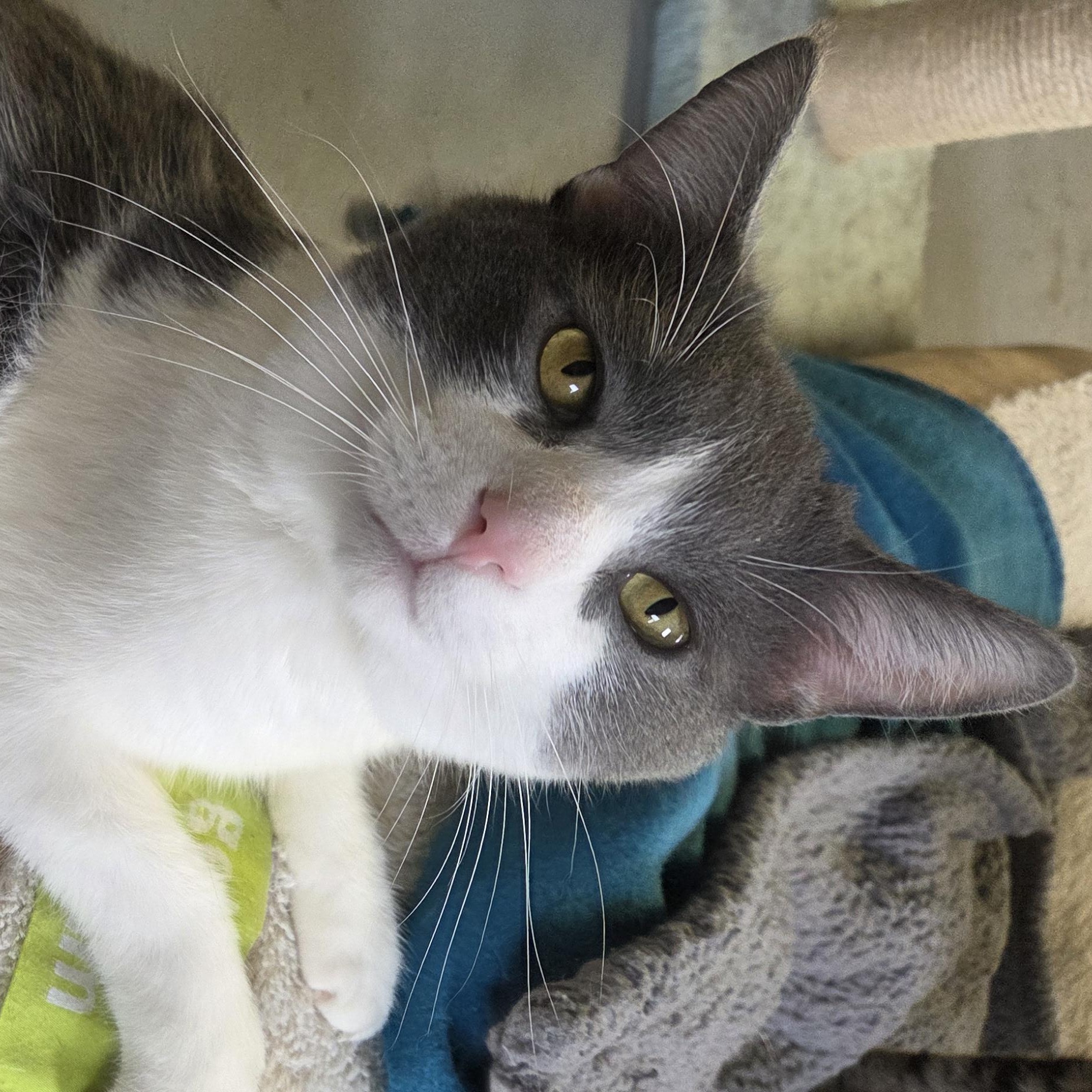 Enlarge Pepper, a Adoptable Domestic Short Hair in Hartville, OH image 1/1