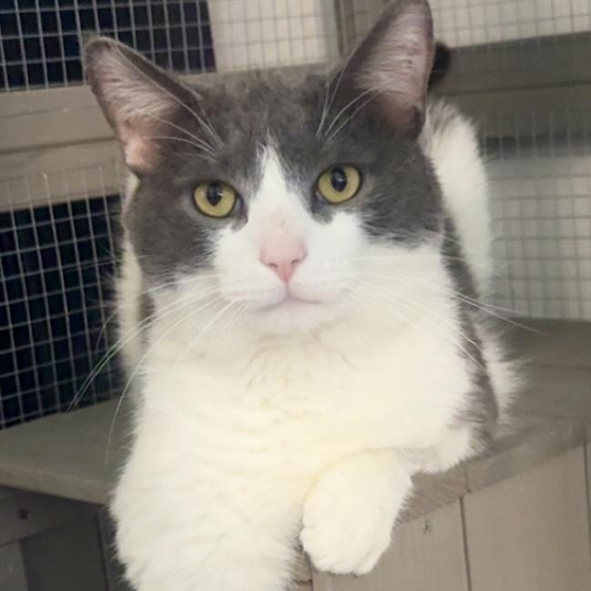 Enlarge Pepper, a Adoptable Domestic Short Hair in Hartville, OH image 1/2