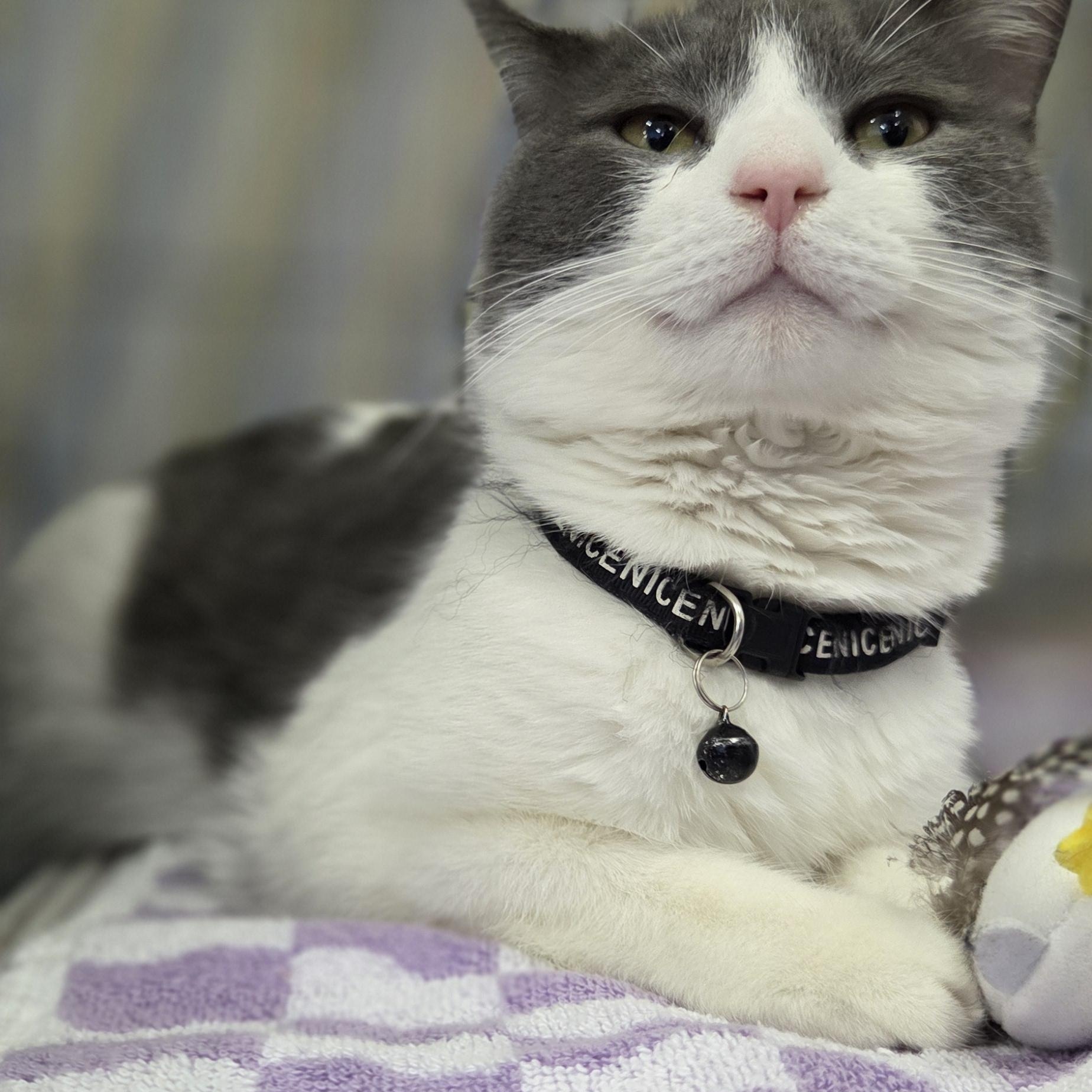 Enlarge Pepper, a Adoptable Domestic Short Hair in Hartville, OH image 1/2