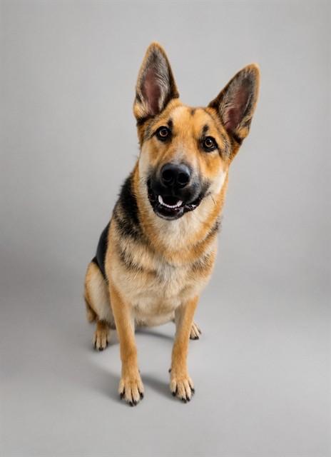MAX, Adoptable, Young Male German Shepherd Dog.