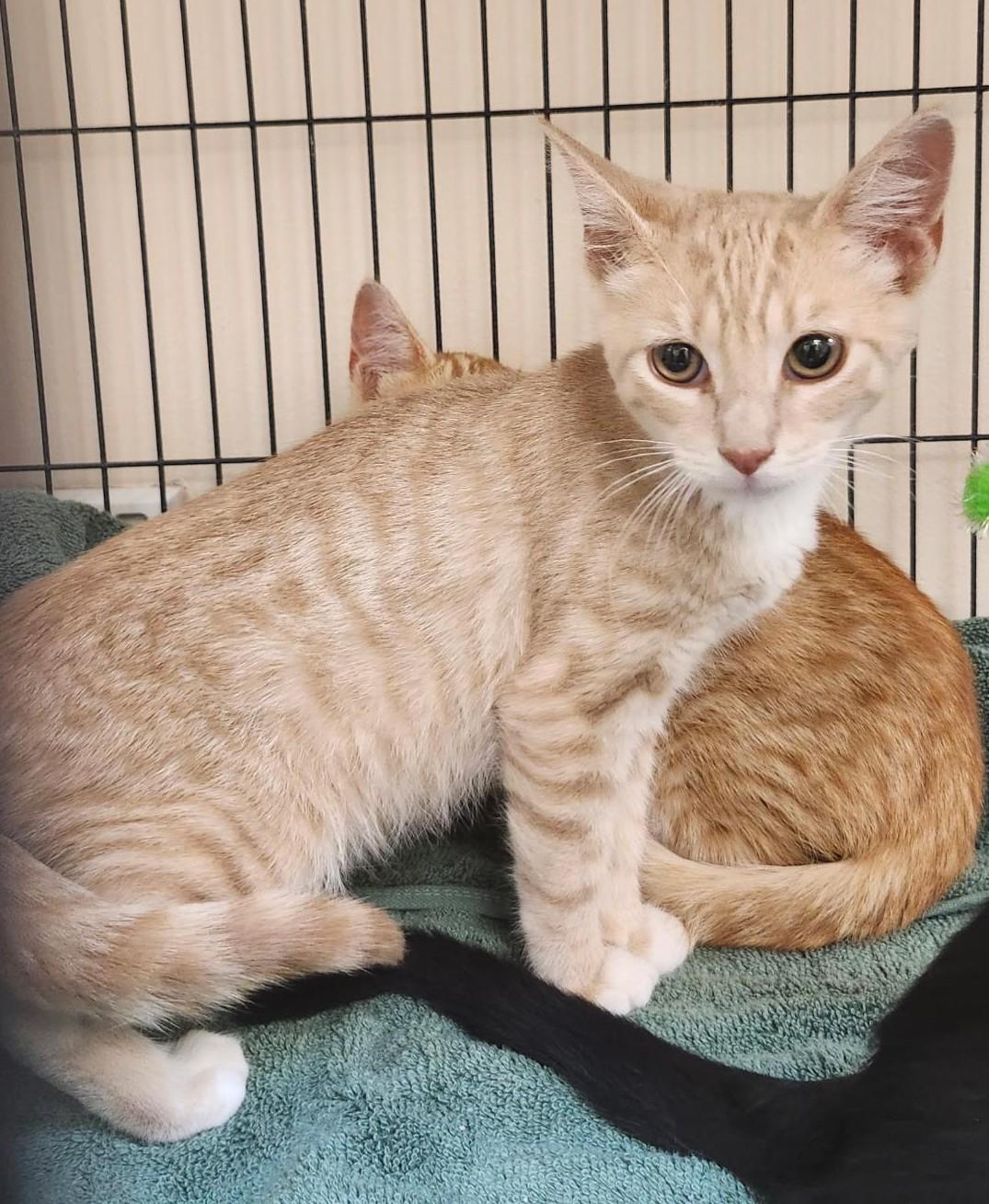 Sprite, adopted, Kitten Male Domestic Short Hair.