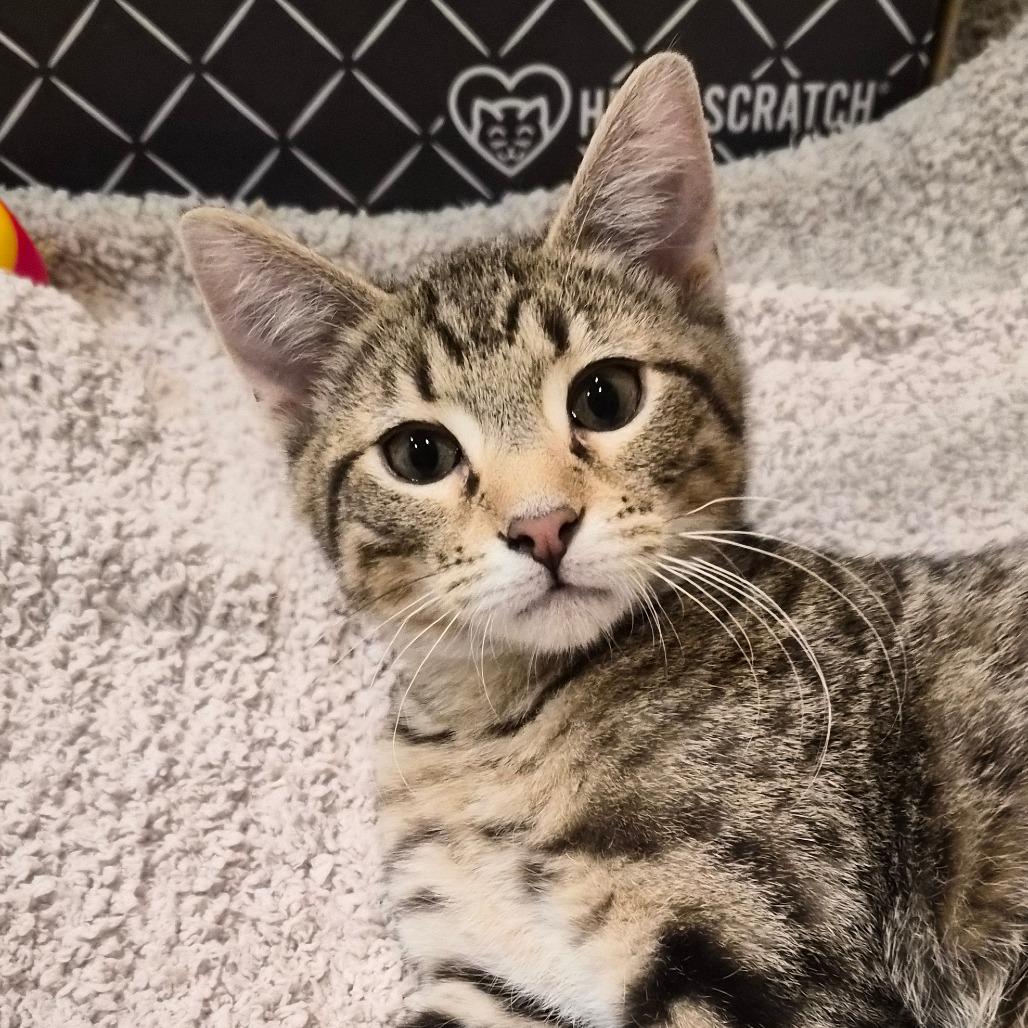 Uncle Iroh, Adoptable, Kitten Male Domestic Short Hair.