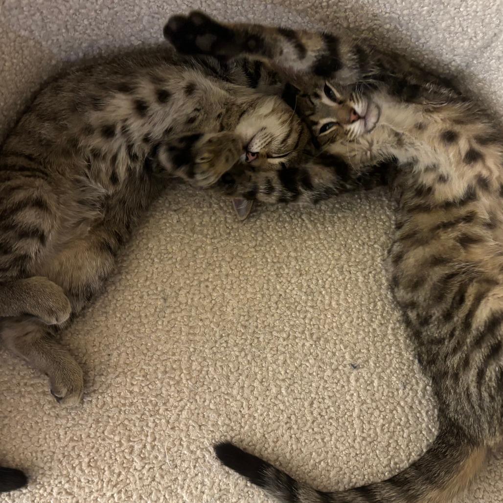 Enlarge Uncle Iroh, a Adoptable Domestic Short Hair in Saint Charles, MO image 2/5