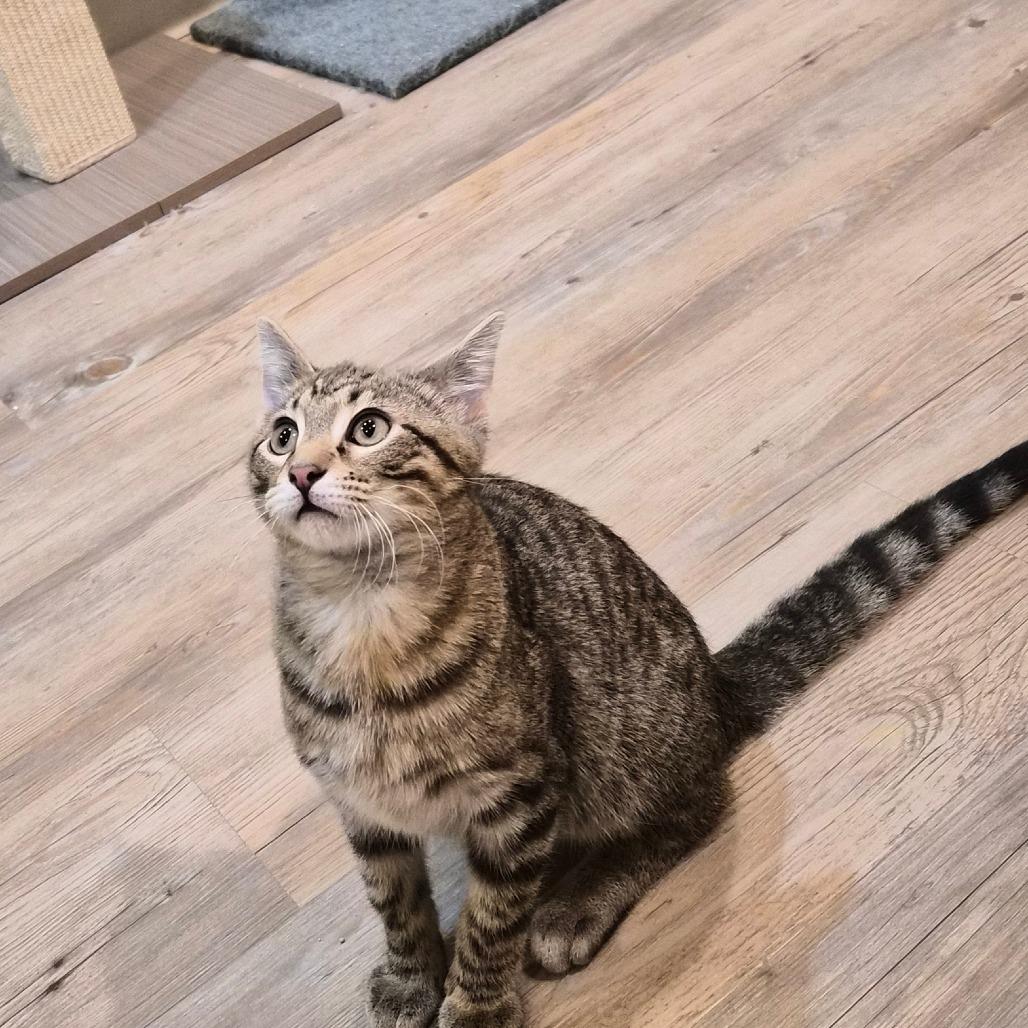 Enlarge Uncle Iroh, a Adoptable Domestic Short Hair in Saint Charles, MO image 3/5