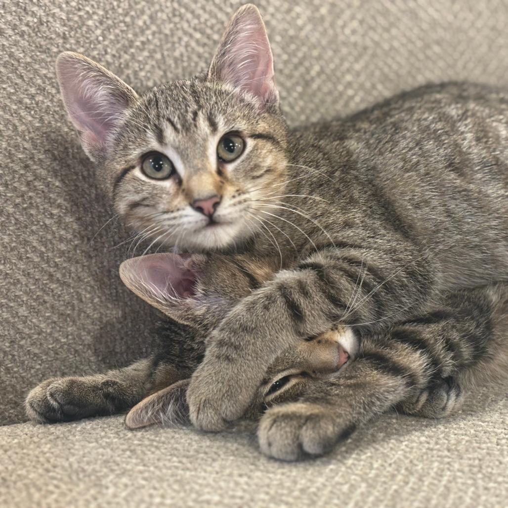 Enlarge Uncle Iroh, a Adoptable Domestic Short Hair in Saint Charles, MO image 4/5