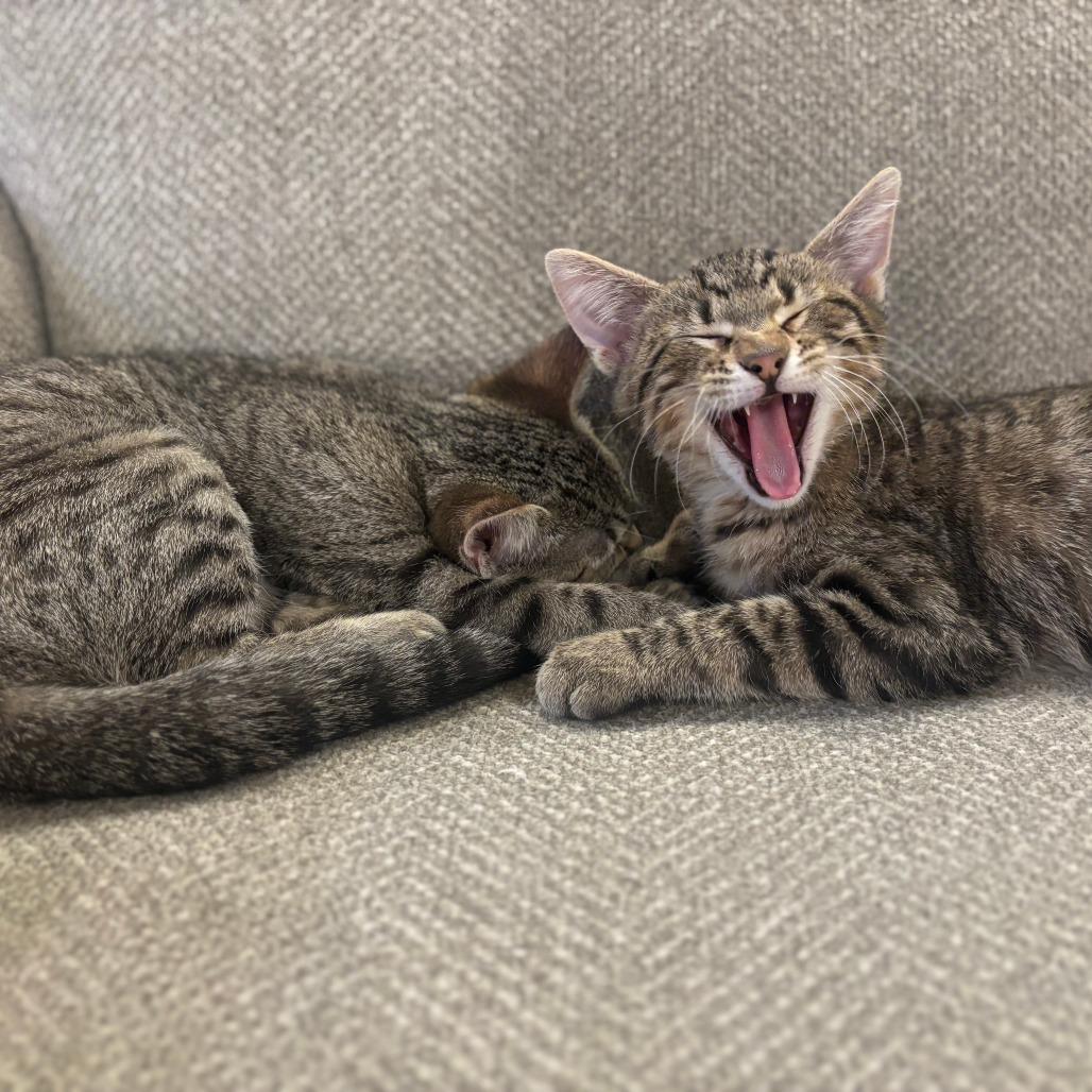 Enlarge Uncle Iroh, a Adoptable Domestic Short Hair in Saint Charles, MO image 5/5