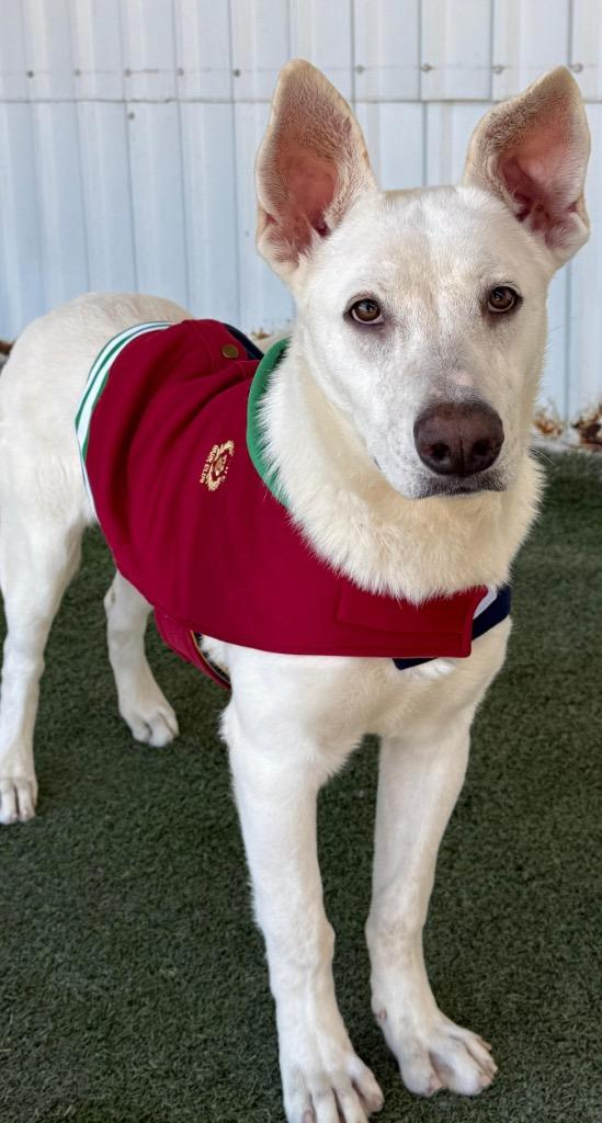 Blanca, Adoptable, Young Female Shepherd.