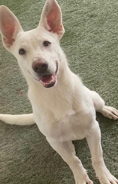 Enlarge Blanca, a Adoptable mixed breed in Midland, TX image 4/6