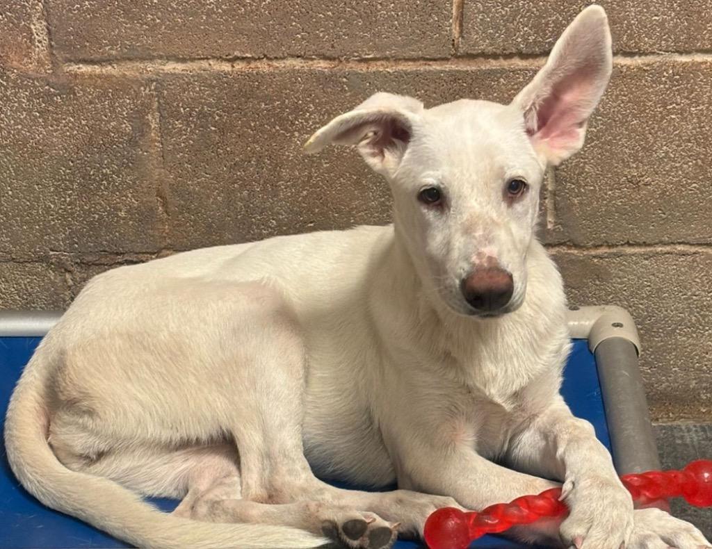 Enlarge Blanca, a Adoptable mixed breed in Midland, TX image 4/6