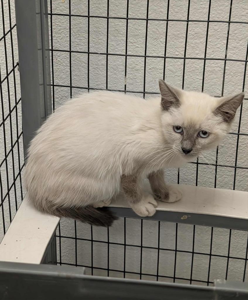 Lillevi, Adoptable, Young Female Siamese.