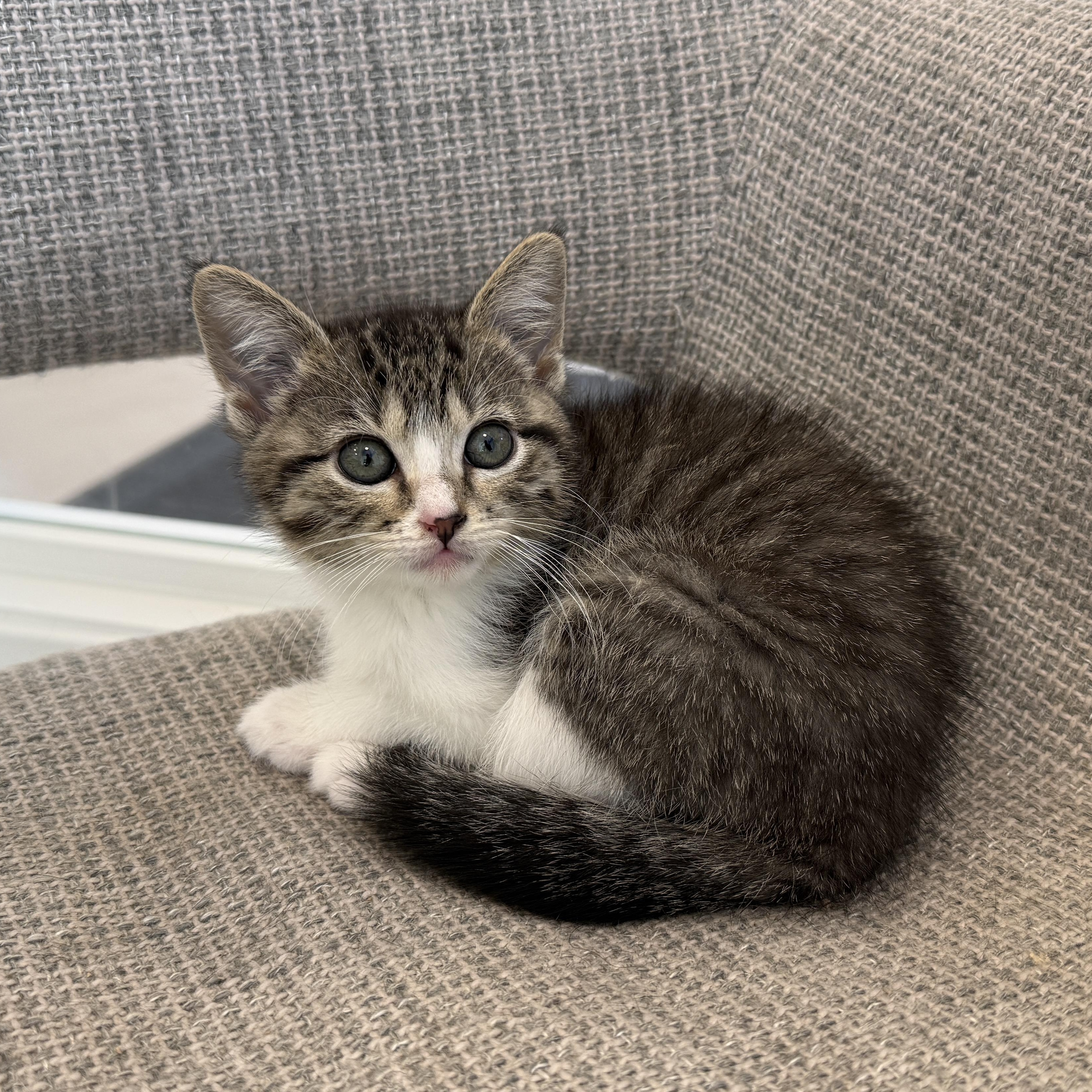 McKay, a Adoptable Domestic Short Hair in Evanston, IL image 2/2