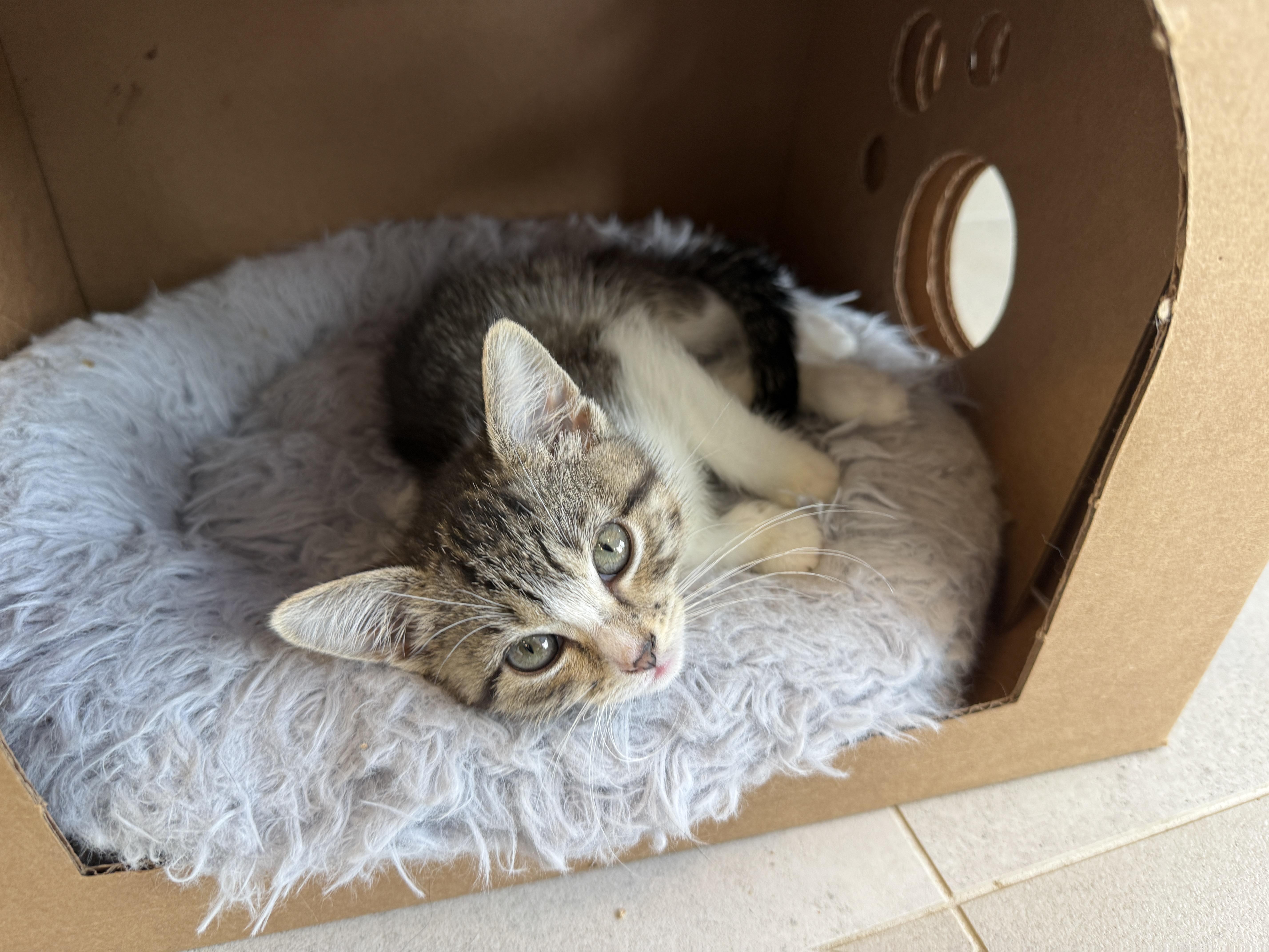 McKay, a Adoptable Domestic Short Hair in Evanston, IL image 1/2