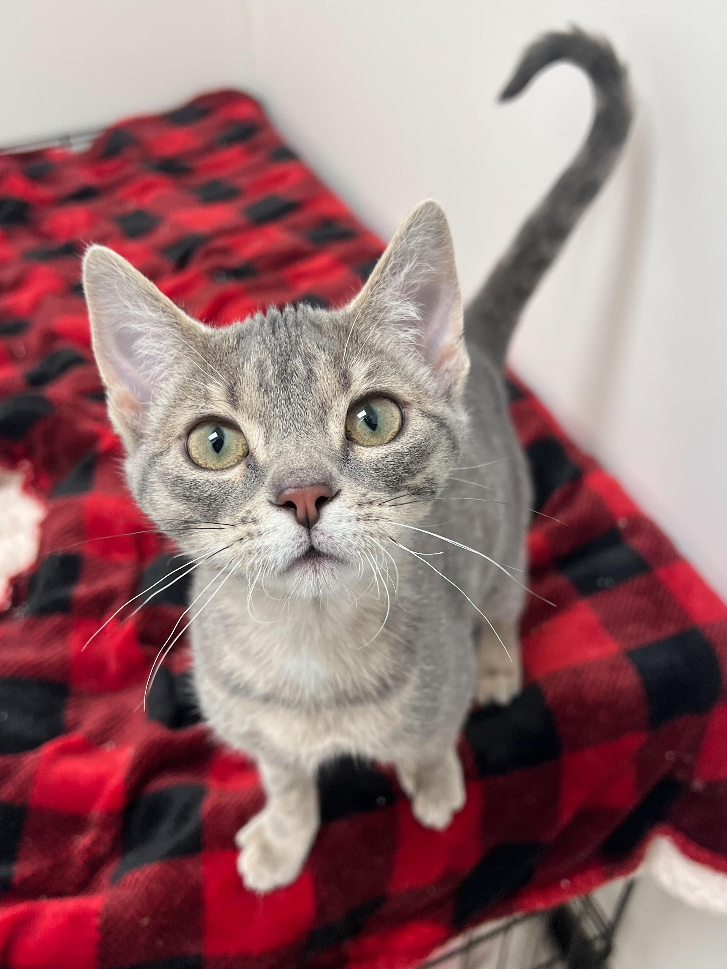 Miss Gray, adopted, Kitten Female Domestic Short Hair.