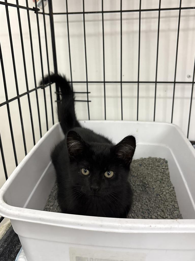Bert, Adoptable, Young Male Domestic Short Hair.