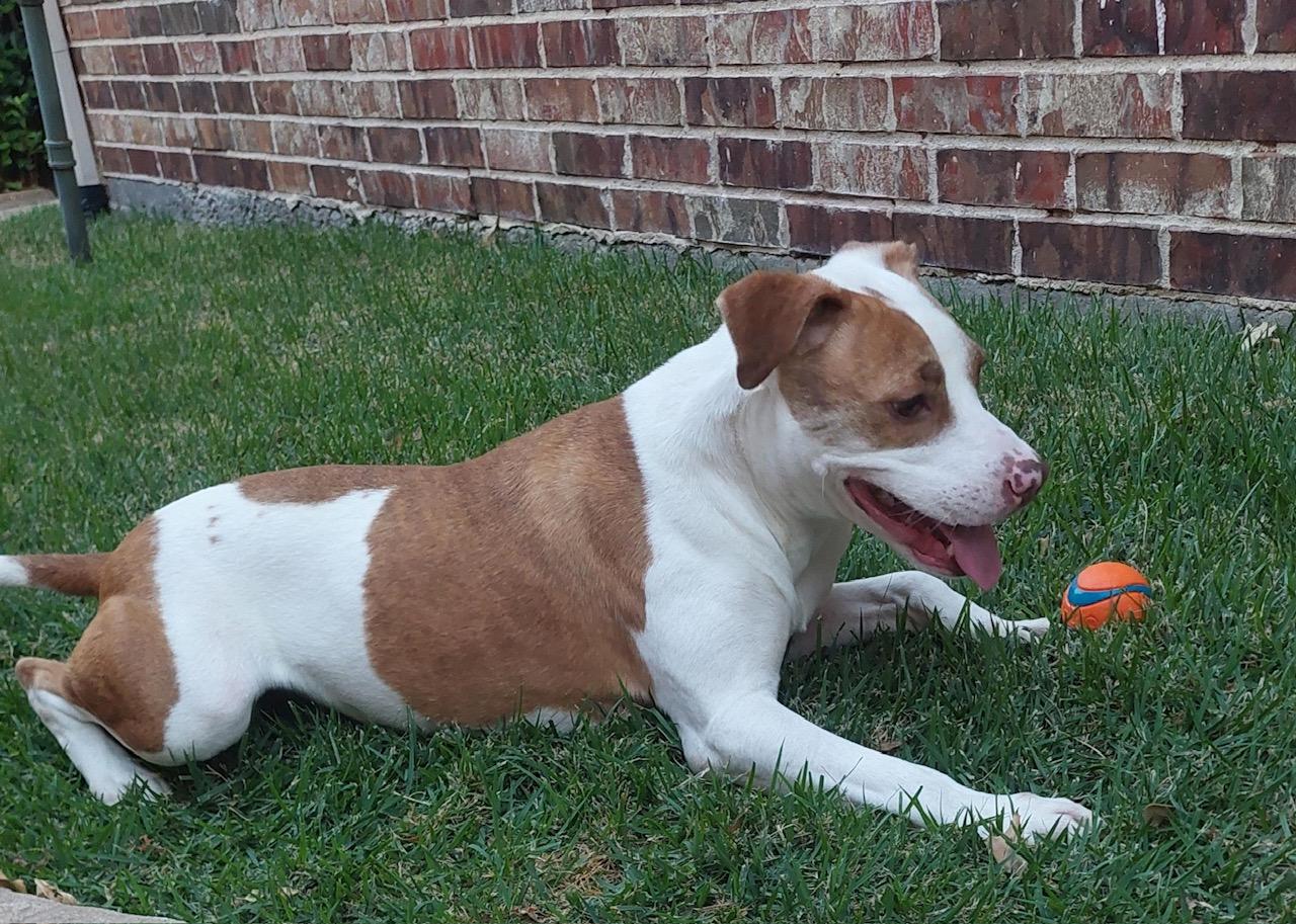 Enlarge Bridget, a Adoptable mixed breed in Des Moines, IA image 1/4