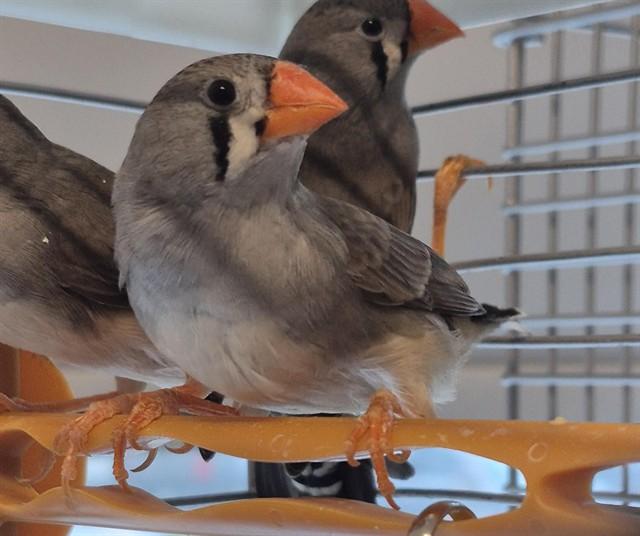 CEREAL, Adoptable, Adult Female Finch.
