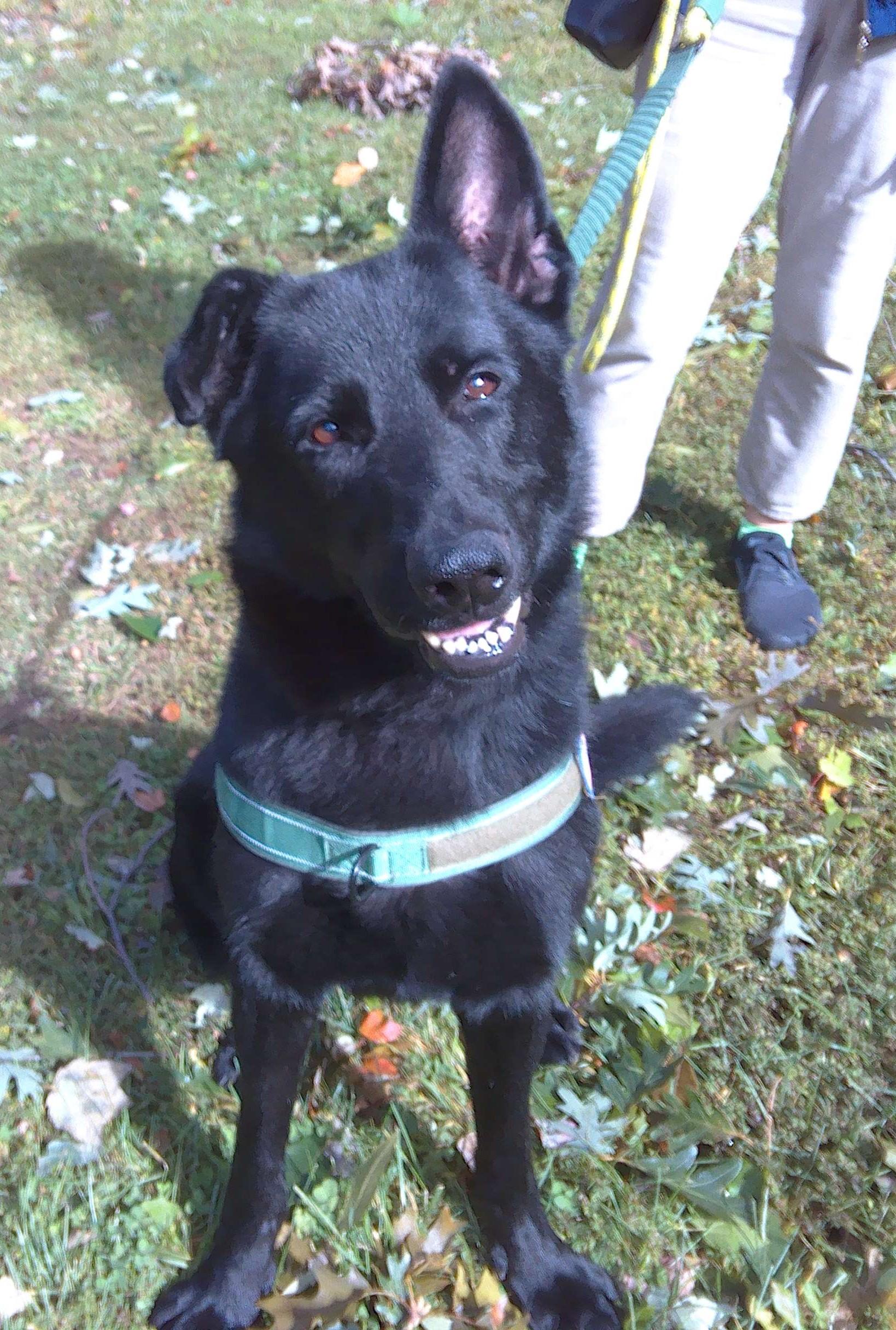 Ren, Adoptable, Senior Male German Shepherd Dog.