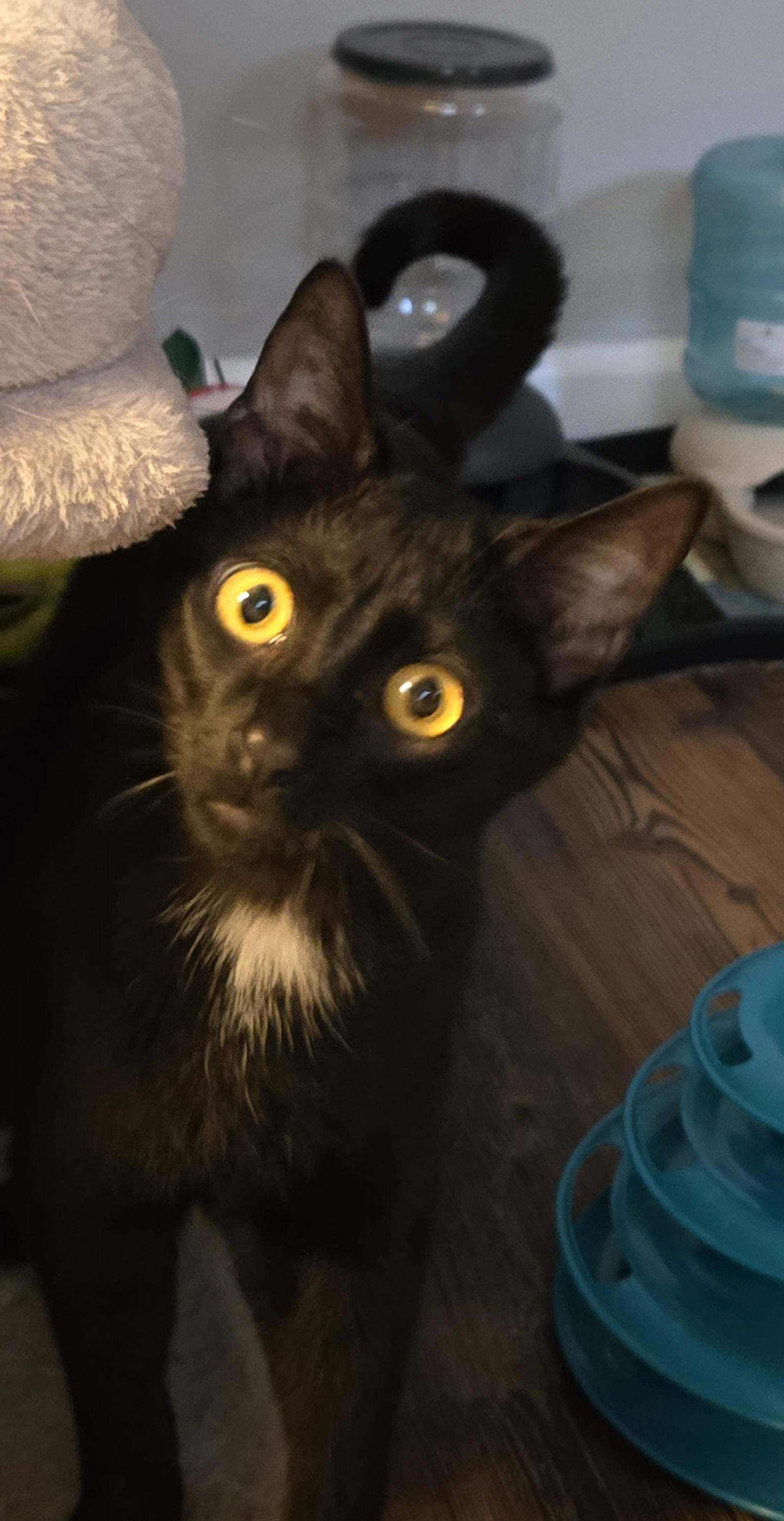 Enlarge Stewie, a ADOPTABLE Domestic Short Hair in Bloomsdale, MO image 5/6