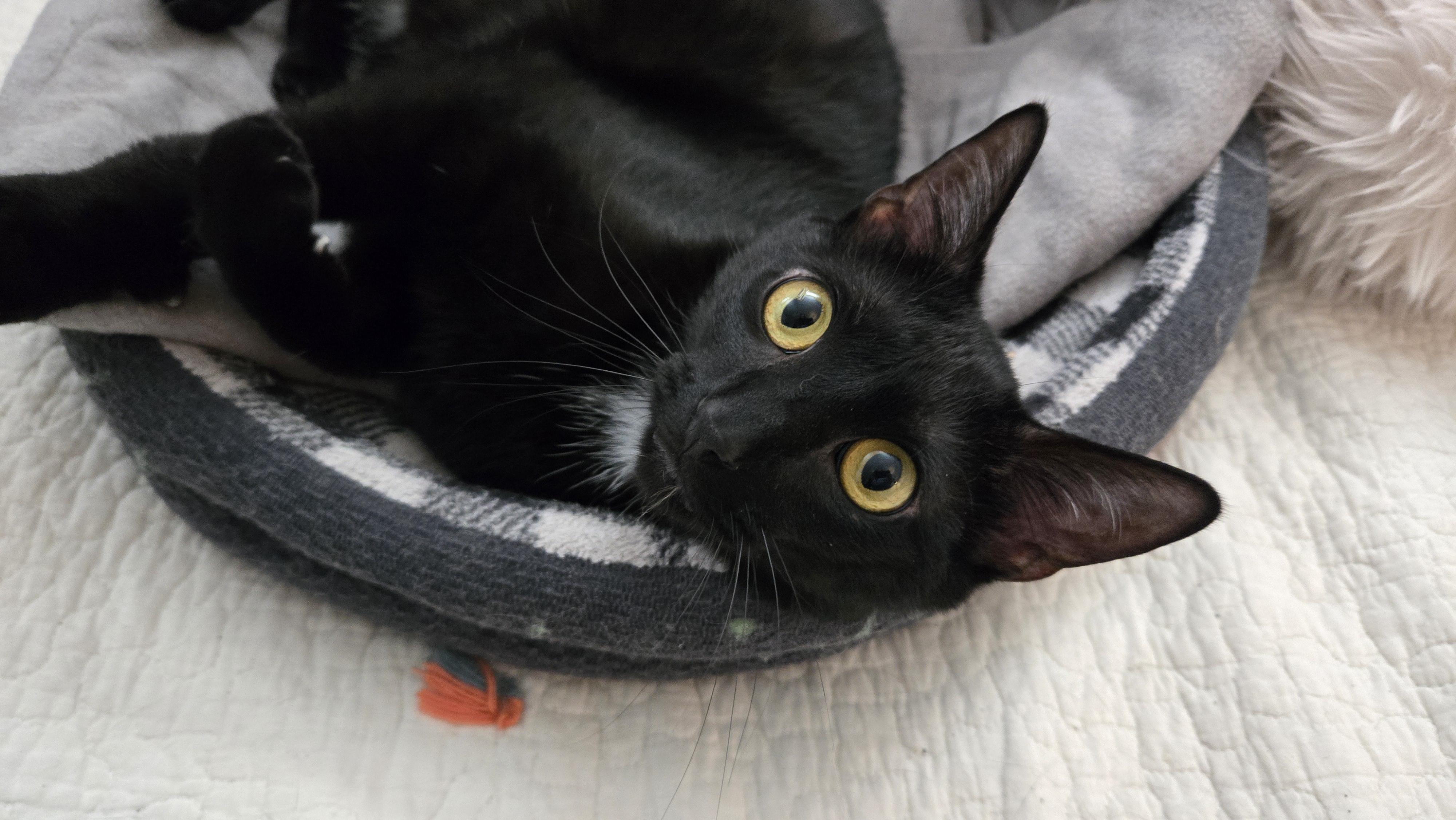 Enlarge Stewie, a ADOPTABLE Domestic Short Hair in Bloomsdale, MO image 1/6