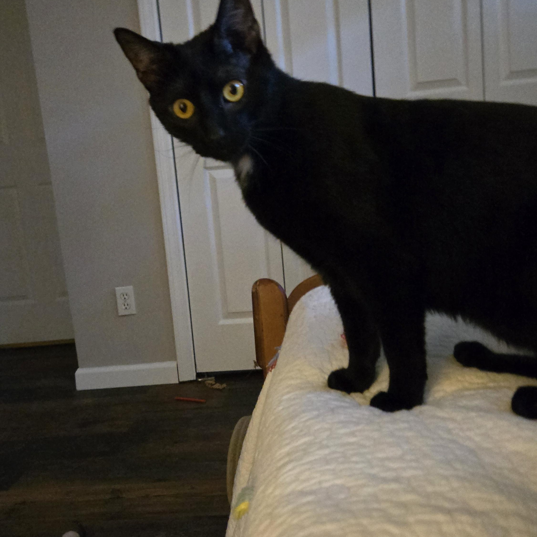 Enlarge Stewie, a ADOPTABLE Domestic Short Hair in Bloomsdale, MO image 6/6