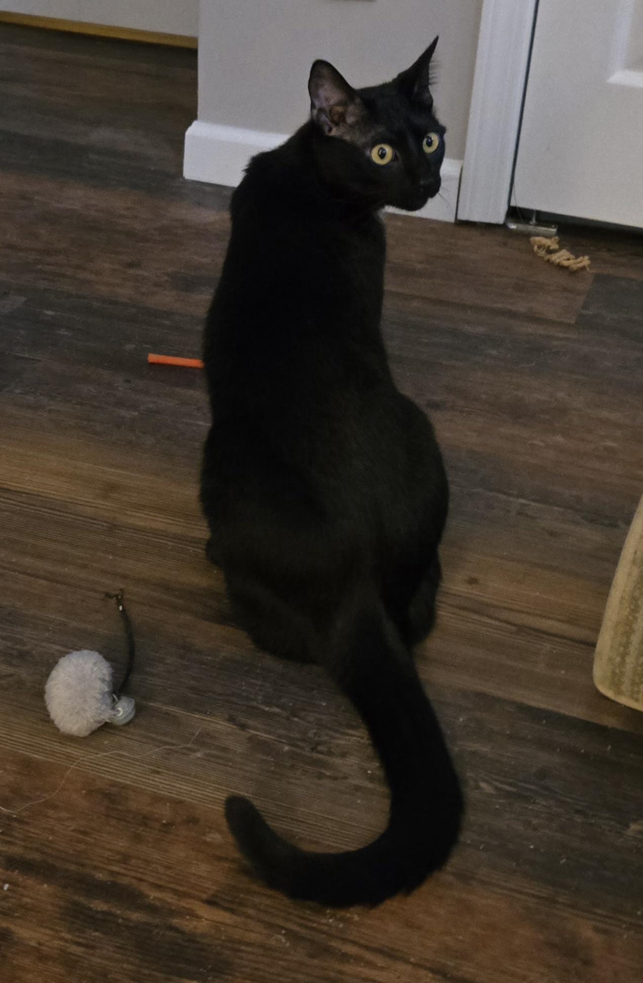 Enlarge Stewie, a ADOPTABLE Domestic Short Hair in Bloomsdale, MO image 4/6