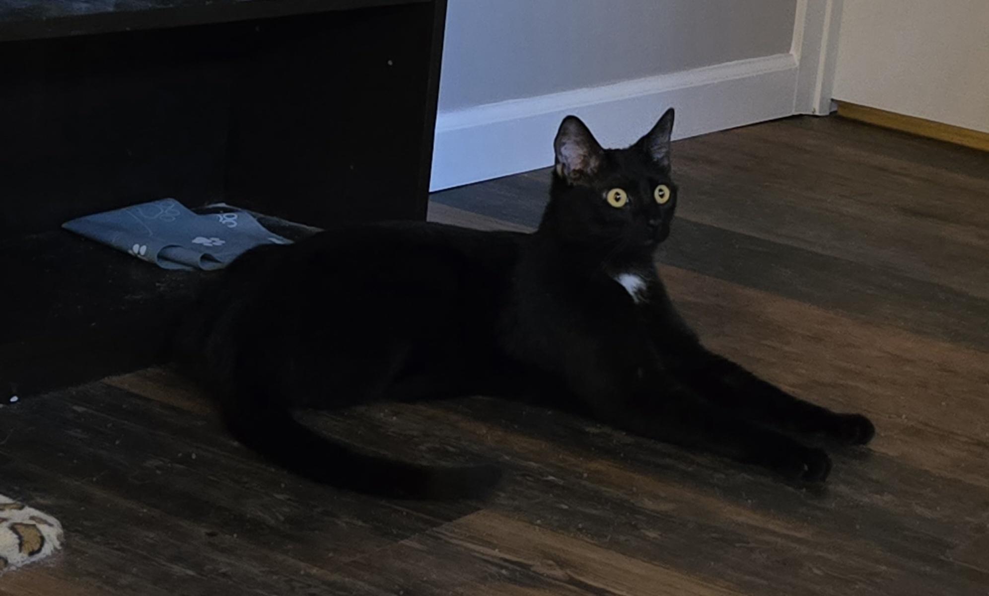 Enlarge Stewie, a ADOPTABLE Domestic Short Hair in Bloomsdale, MO image 3/6