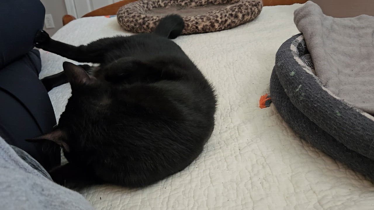 Enlarge Stewie, a ADOPTABLE Domestic Short Hair in Bloomsdale, MO video 2/6
