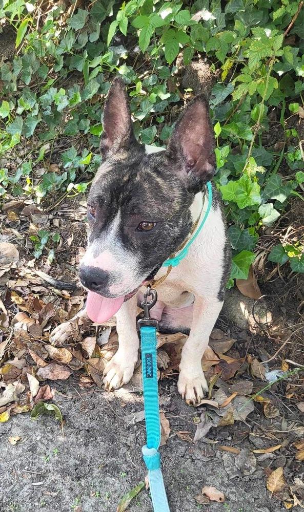 Ralphie, Adoptable, Adult Male Cattle Dog & Pit Bull Terrier.