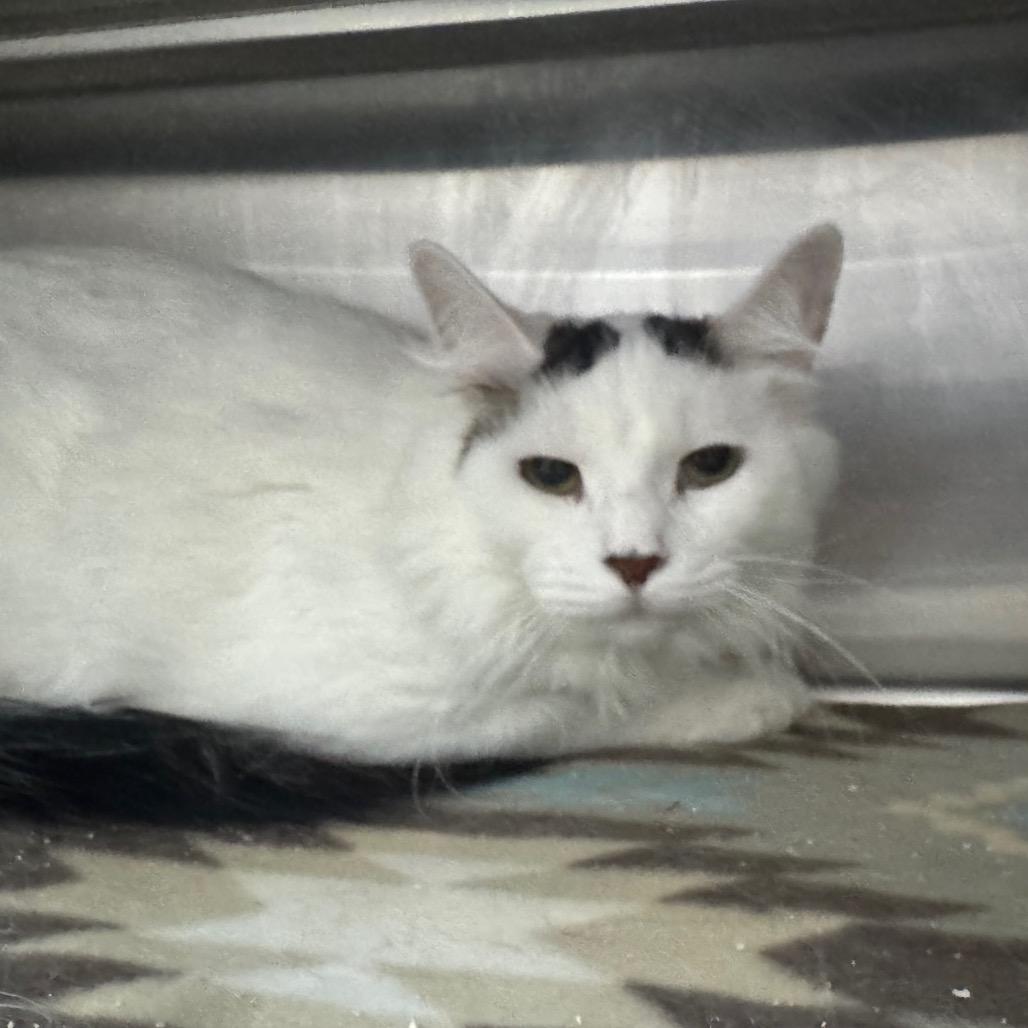 Keegan 28651, Adoptable, Adult Male Domestic Medium Hair.
