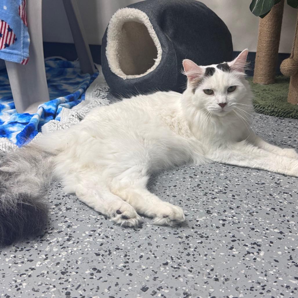 Enlarge Keegan 28651, a Adoptable Domestic Medium Hair in Middleburg, FL image 2/2