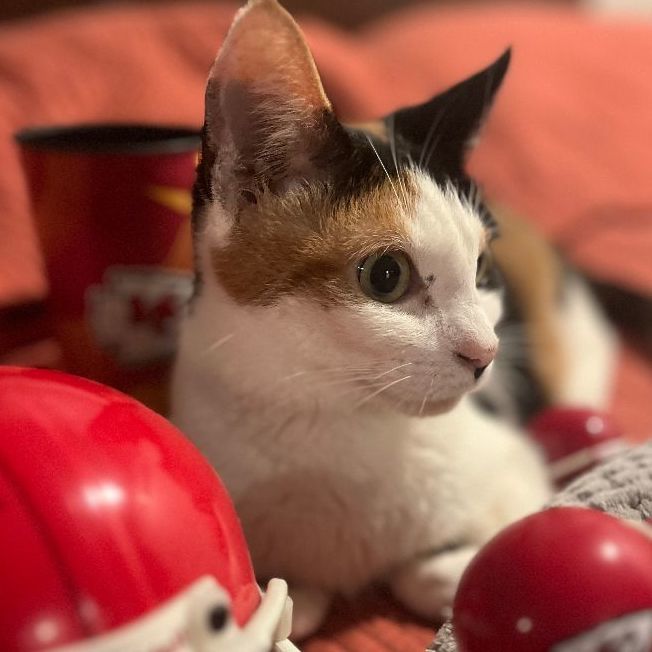 Enlarge Callie, a Adopted Domestic Short Hair in OVERLAND PARK, KS image 1/5